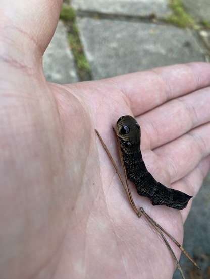 a close image of a left hand. sitting on the hand is a very large, brown caterpillar with 