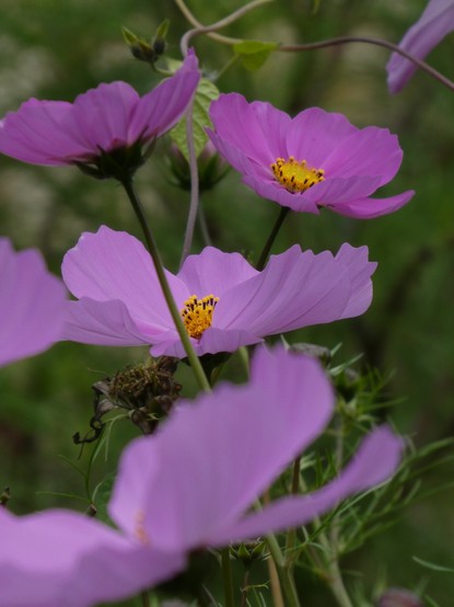 A brightly pink colored flower with big petals and a bright yellow pistil. Surrounded by even more blurry flowers of the same color in front and behind.