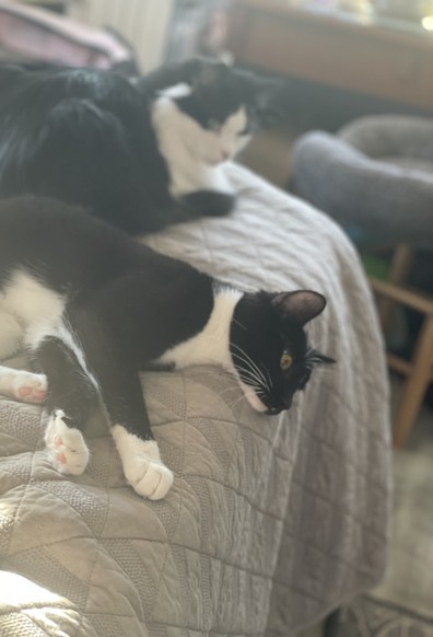 Two grown cats lying on the side of a bed looking down at something.