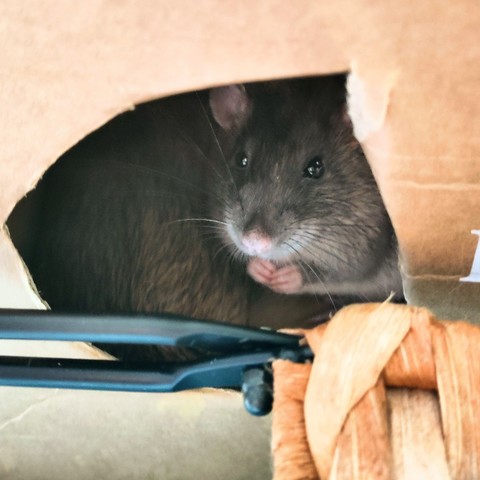 A brown/grey rat peeps out of an irregularly cut hole in the side of a cardboard box. His little front paws are held up under his chin, if rats have chins, I'm not a vet. The back of his brother, also a rat, can be seen beside him.