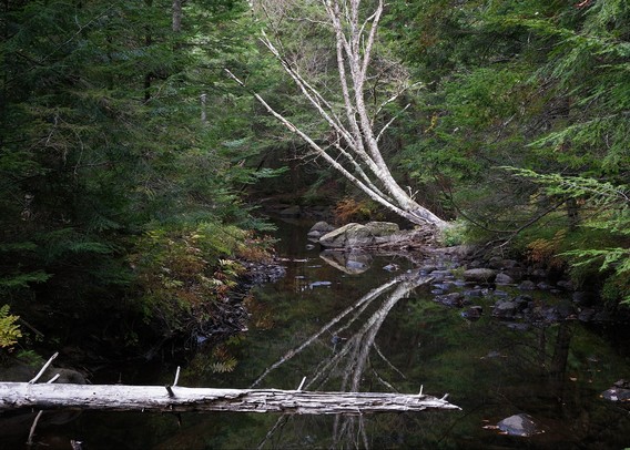 A dead tree with multiple trunks leans across a small stream, its reflection seen in the water below.

This is Bicknell Brook in Enfield, New Hampshire (USA).