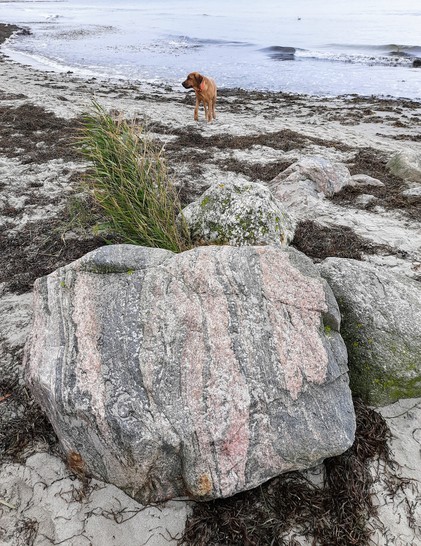 Ein großer, gestreifter Granitblock im Vordergrund, ein Möwen jagender Hund, Tang und Seegras an der Uferlinie, das Meer.