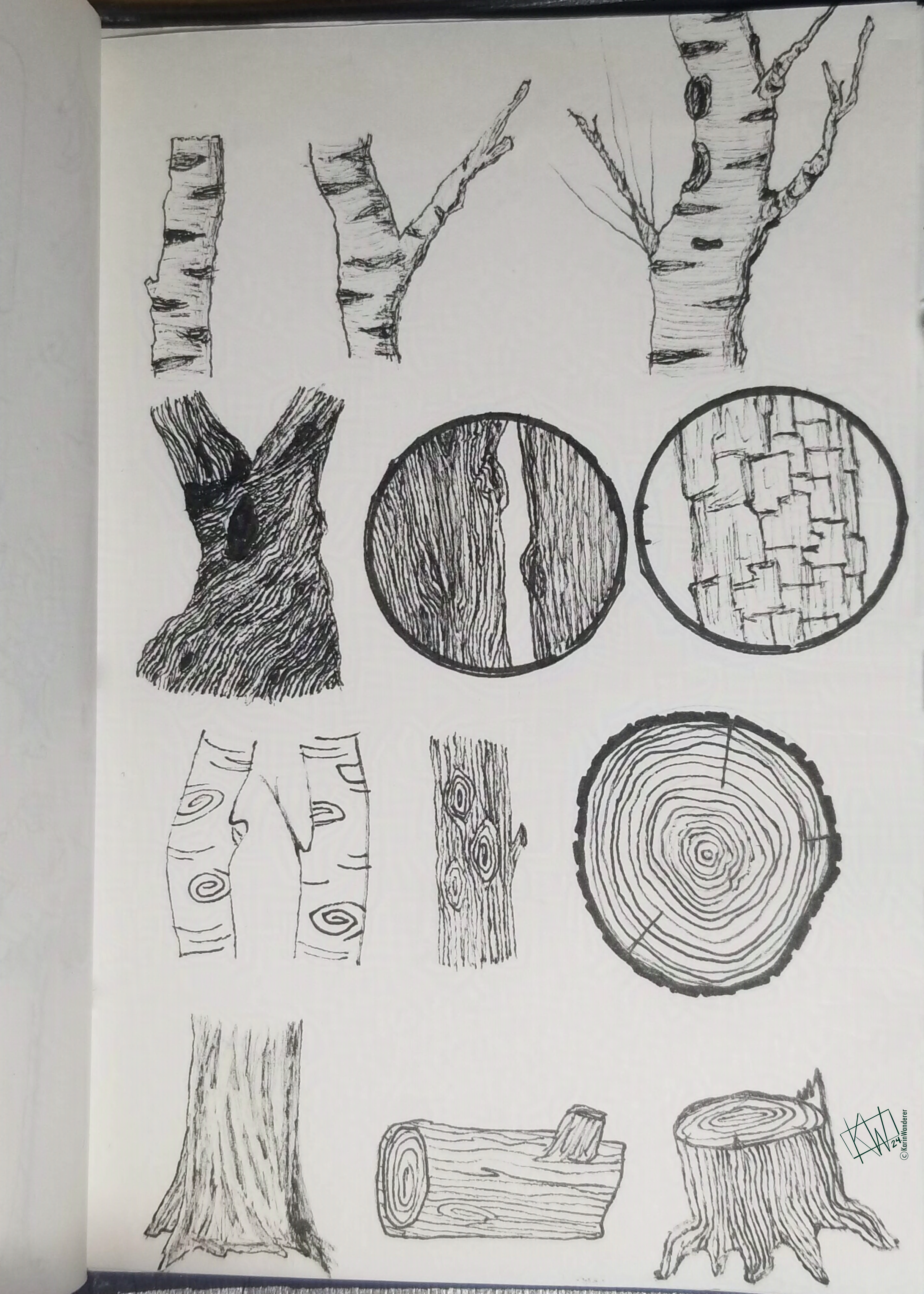 Ink drawing of tree bark for several types of trees such as birch, oak, & pine. Also drawing of stumps & cut logs that show the trees' growth rings.