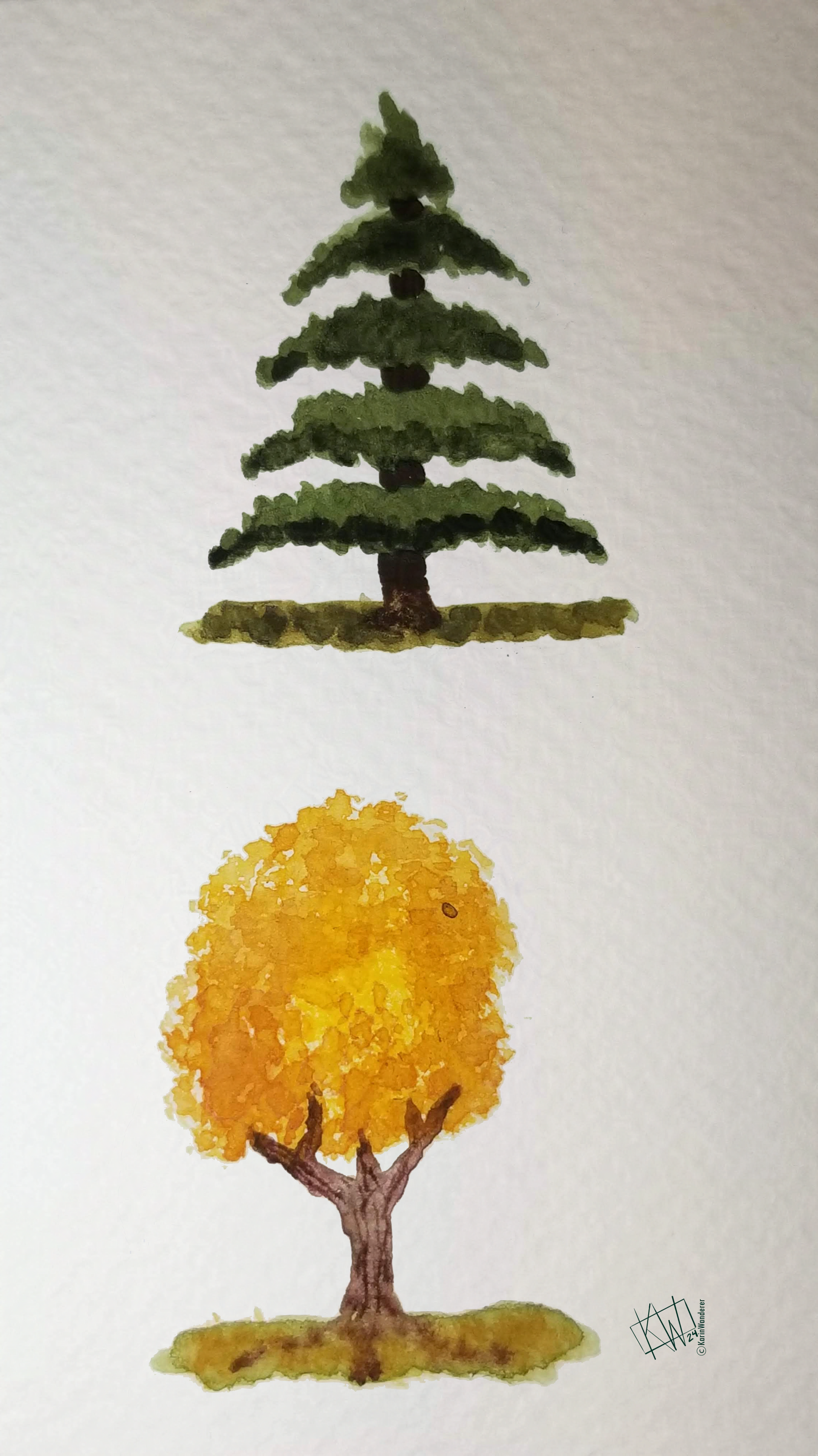 2 watercolor trees, an evergreen with widespread boughs & a round deciduous tree with bright orange-yellow leaves.