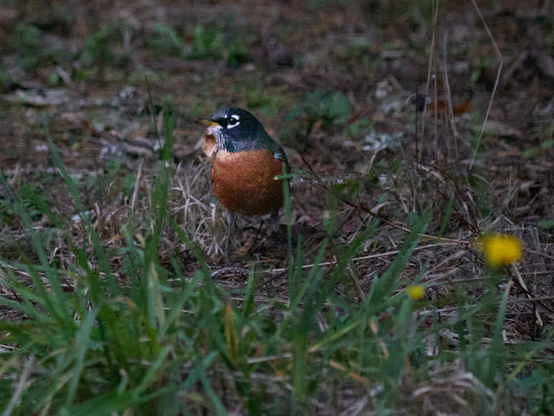 I could barely see there was a bird there, really. But I cranked everything up to catch this Robin's  evening dinner search. Oregon 2024 