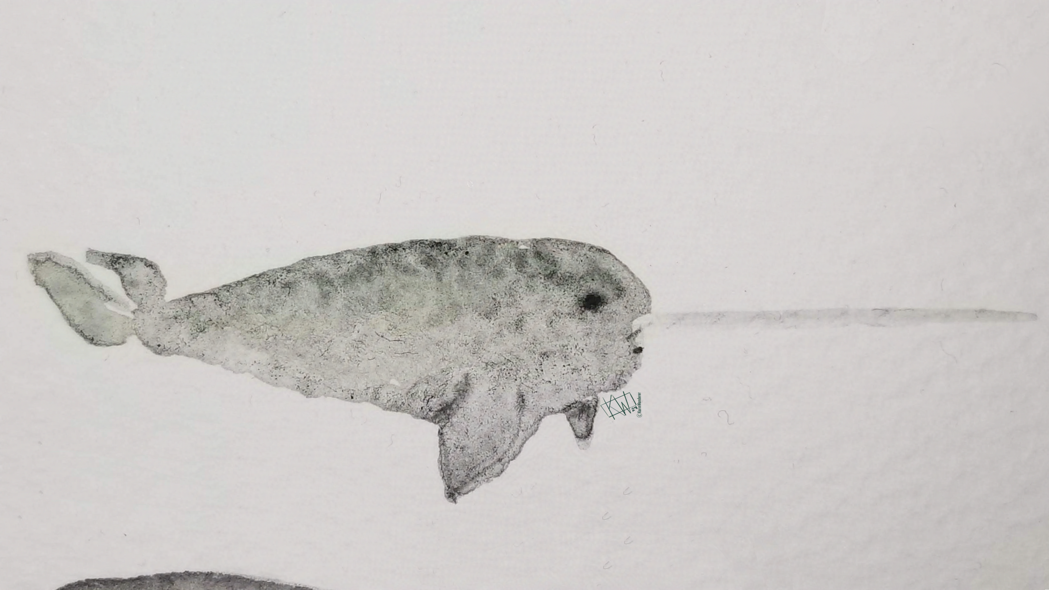 Watercolor narwhal having a lovely swim.