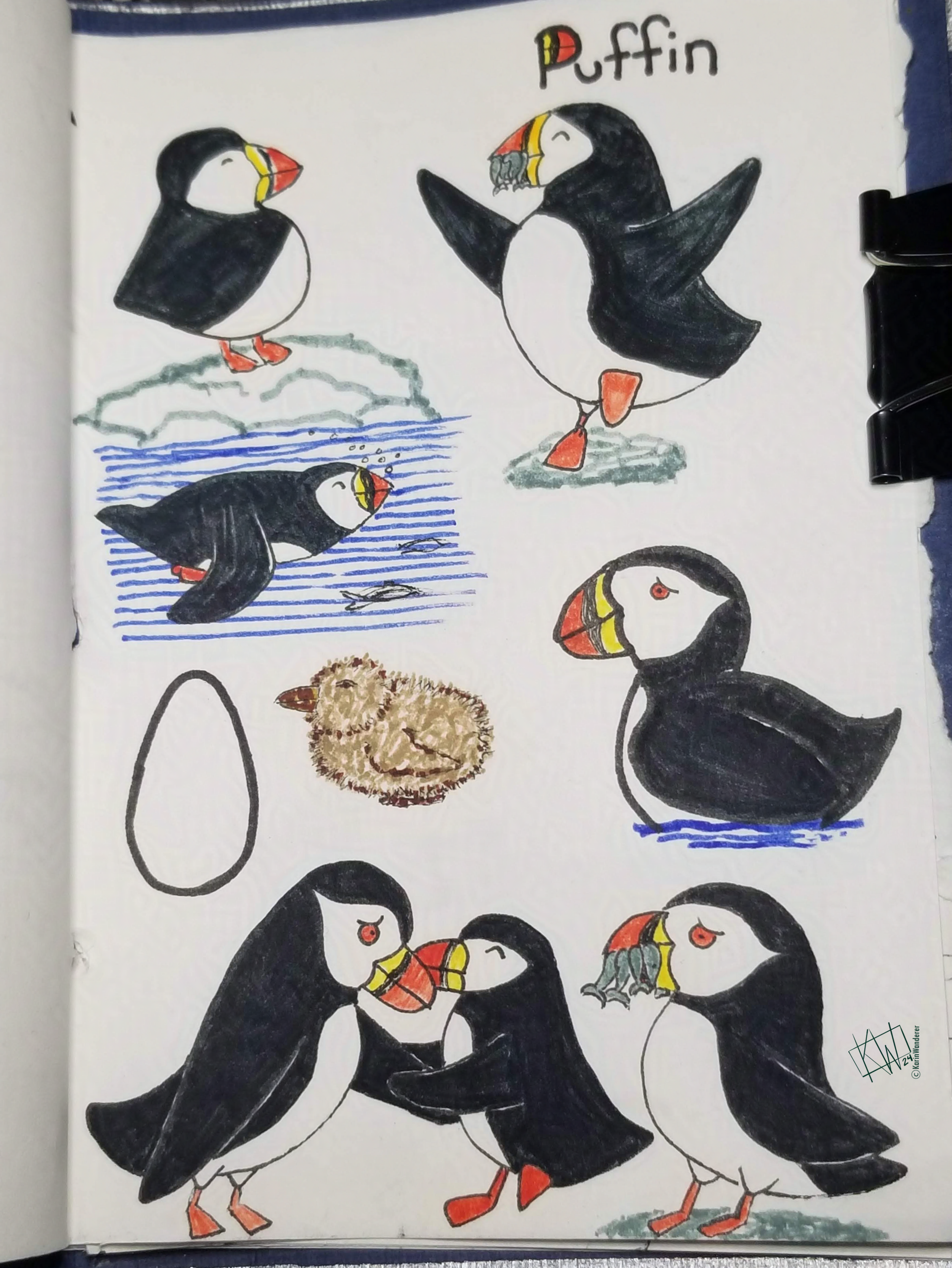 Ink drawing of Puffins cover the page! One puffin stands, swims & dances with a mouthful of fish. Another puffin swims & stands with a mouthful of fish. Both puffins hold "hands", looking happy. Also a baby puffin (a puffling) & a white egg.