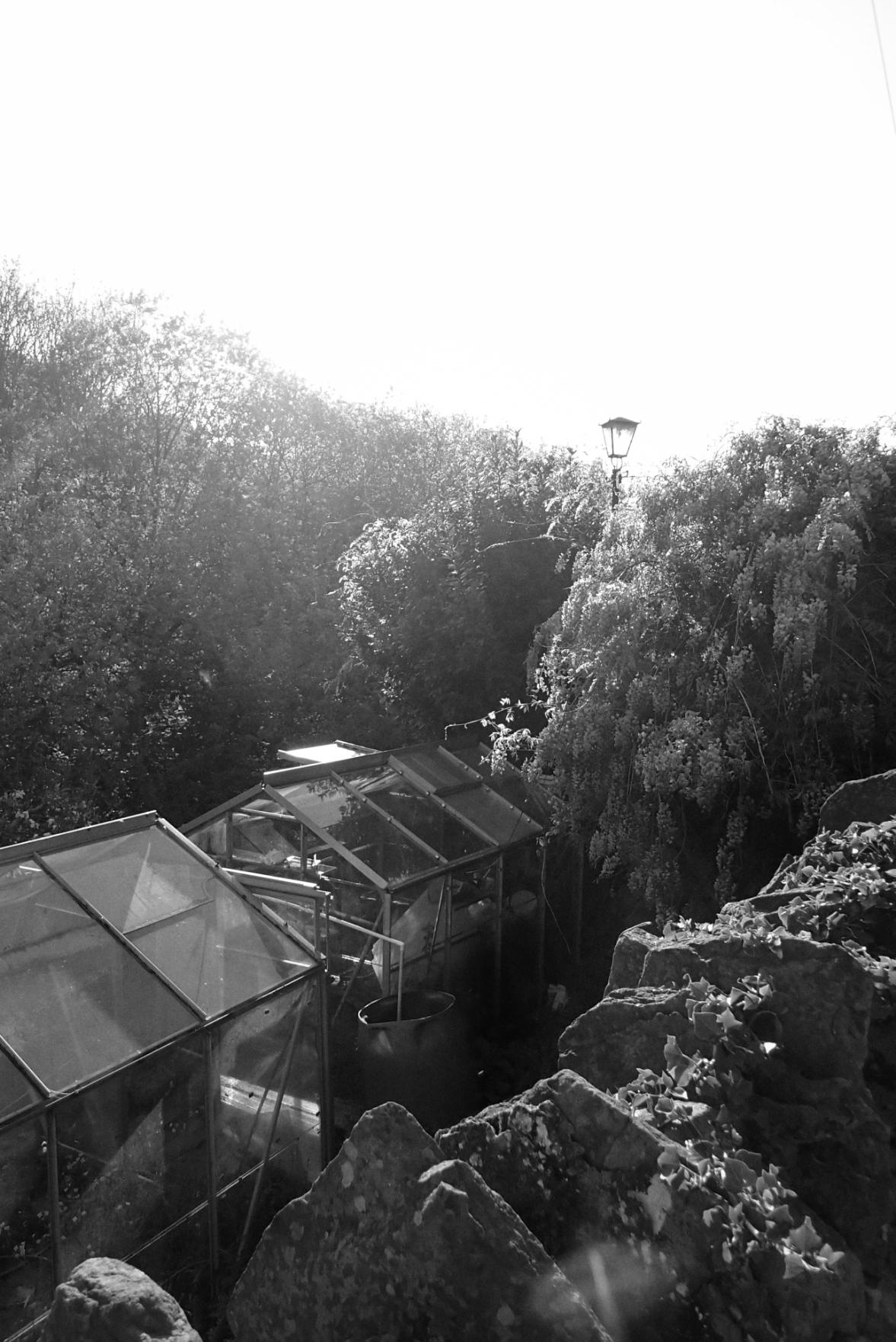 A vertical black and white photograph of a couple of small glasshouses surrounded by leafy trees. The sky is overblown. The image is full of sunshine haze as the camera was pointed towards the sun. A vertical black and white photograph of a couple of small glasshouses surrounded by leafy trees. The sky is overblown. The image is full of sunshine haze as the camera was pointed towards the sun.