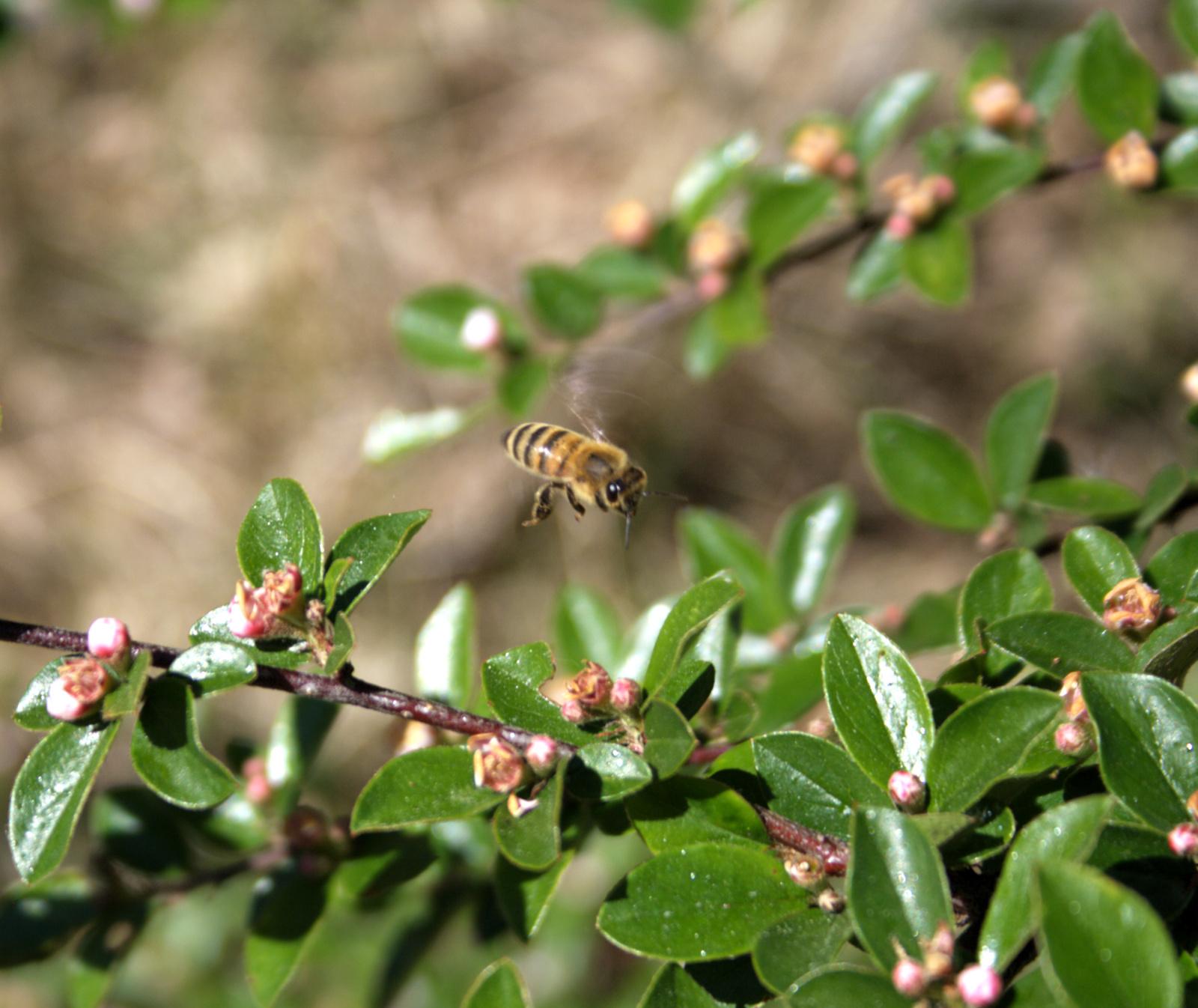 Photo of a bee hovering above a branch with flower buds. Photo of a bee hovering above a branch with flower buds.