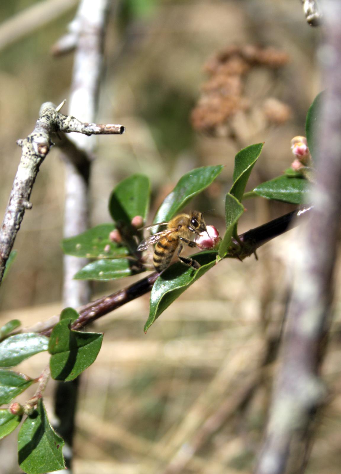 Photo of a bee sitting on a branch sucking on a flower bud. Photo of a bee sitting on a branch sucking on a flower bud.