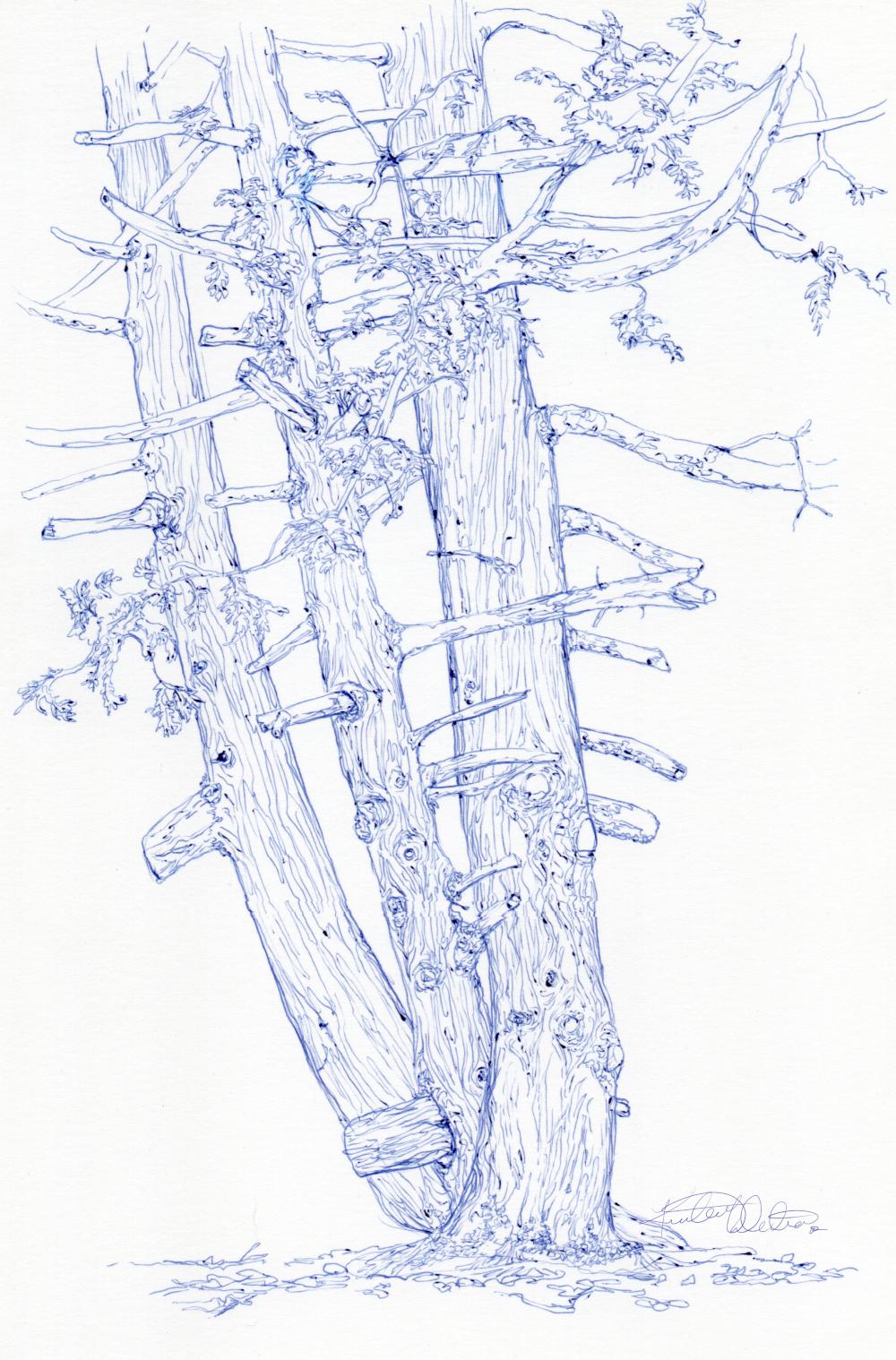 Blue ink drawing of a stand of cedar trees. Whether it's one tree with three trunks or three trees that grew together, they're fused now.