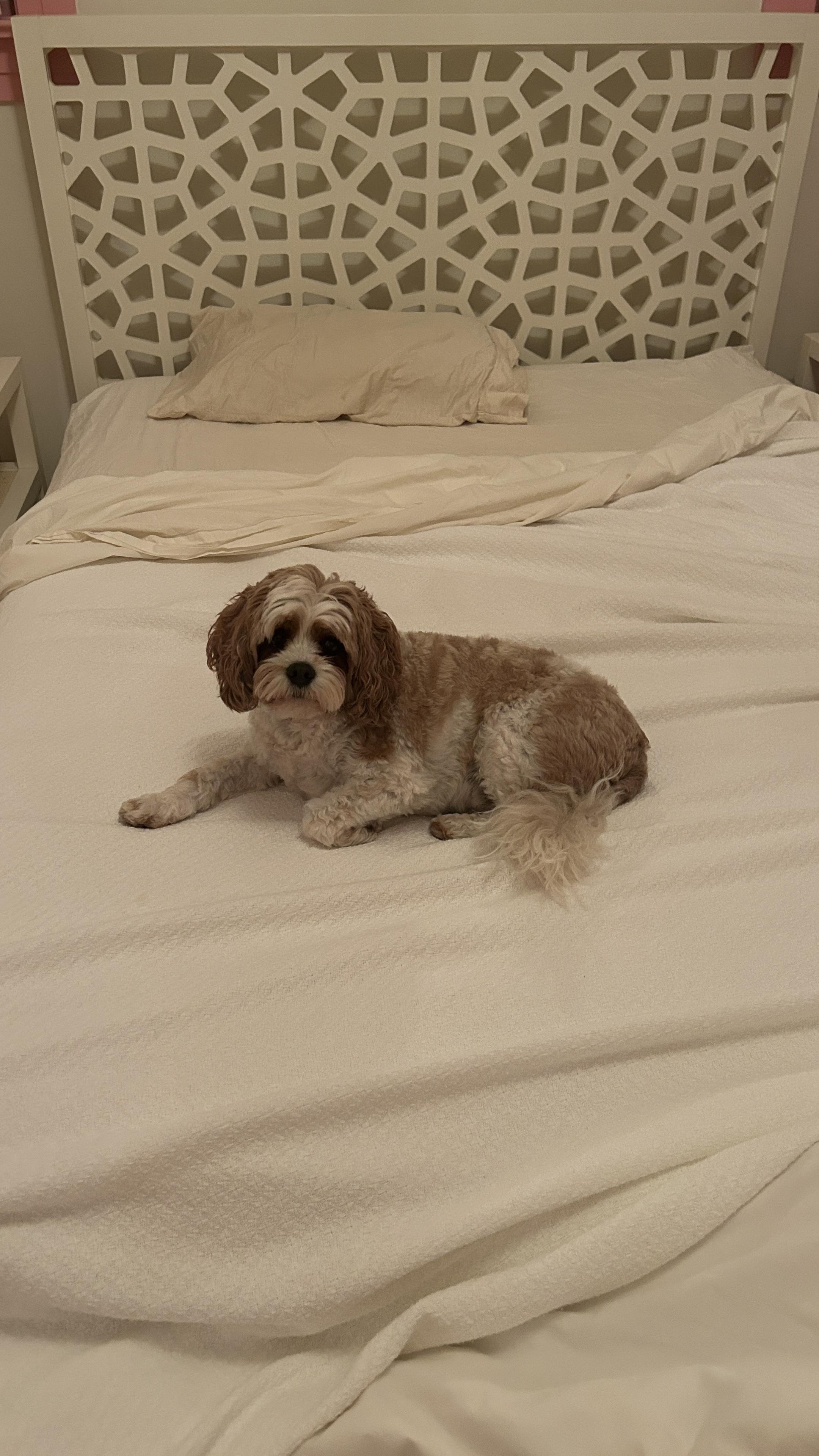 Small brown and white speckled dog sitting on bed with ecru sheets and white blanket.