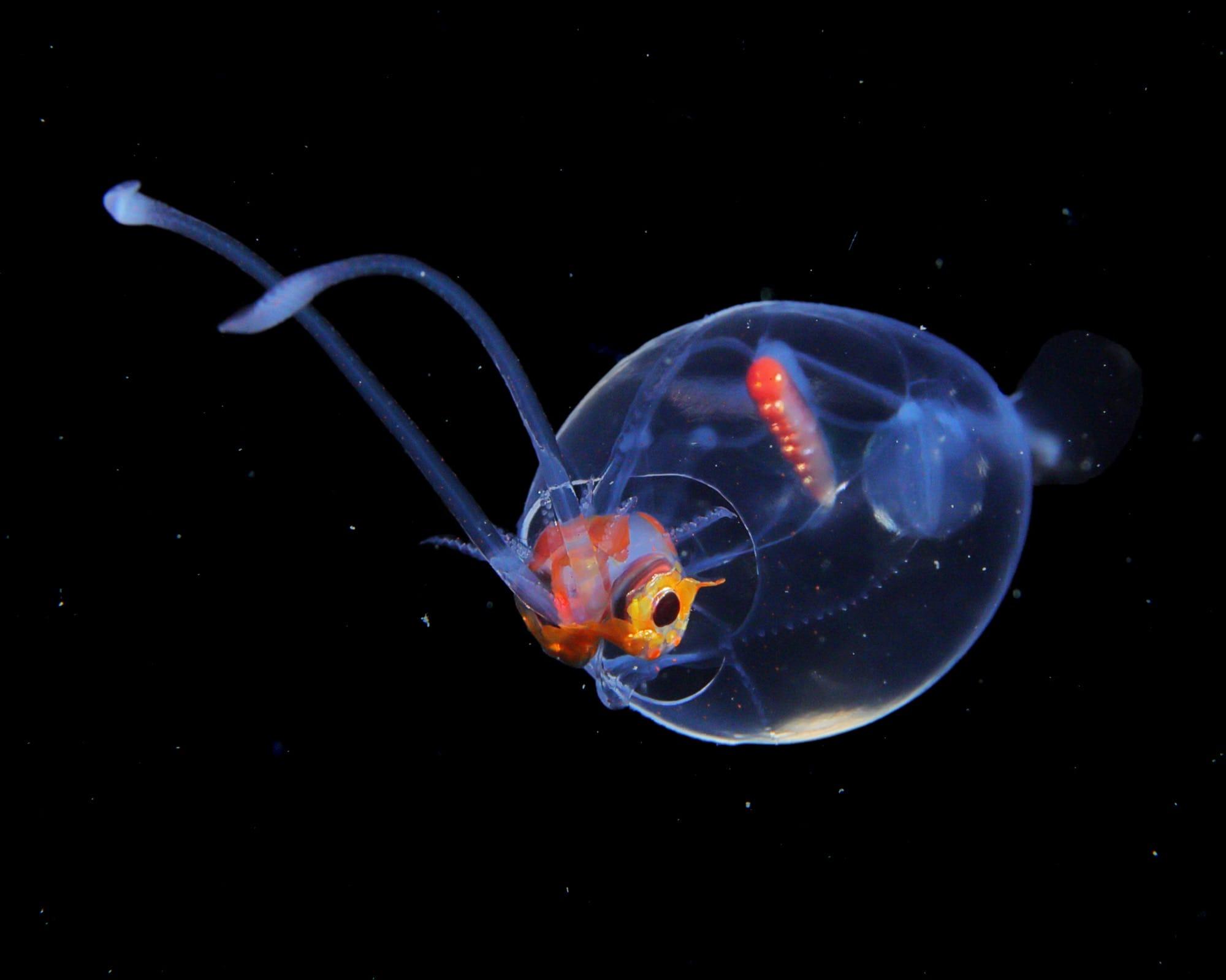 Liocranchia reinhardti Liocranchia reinhardti