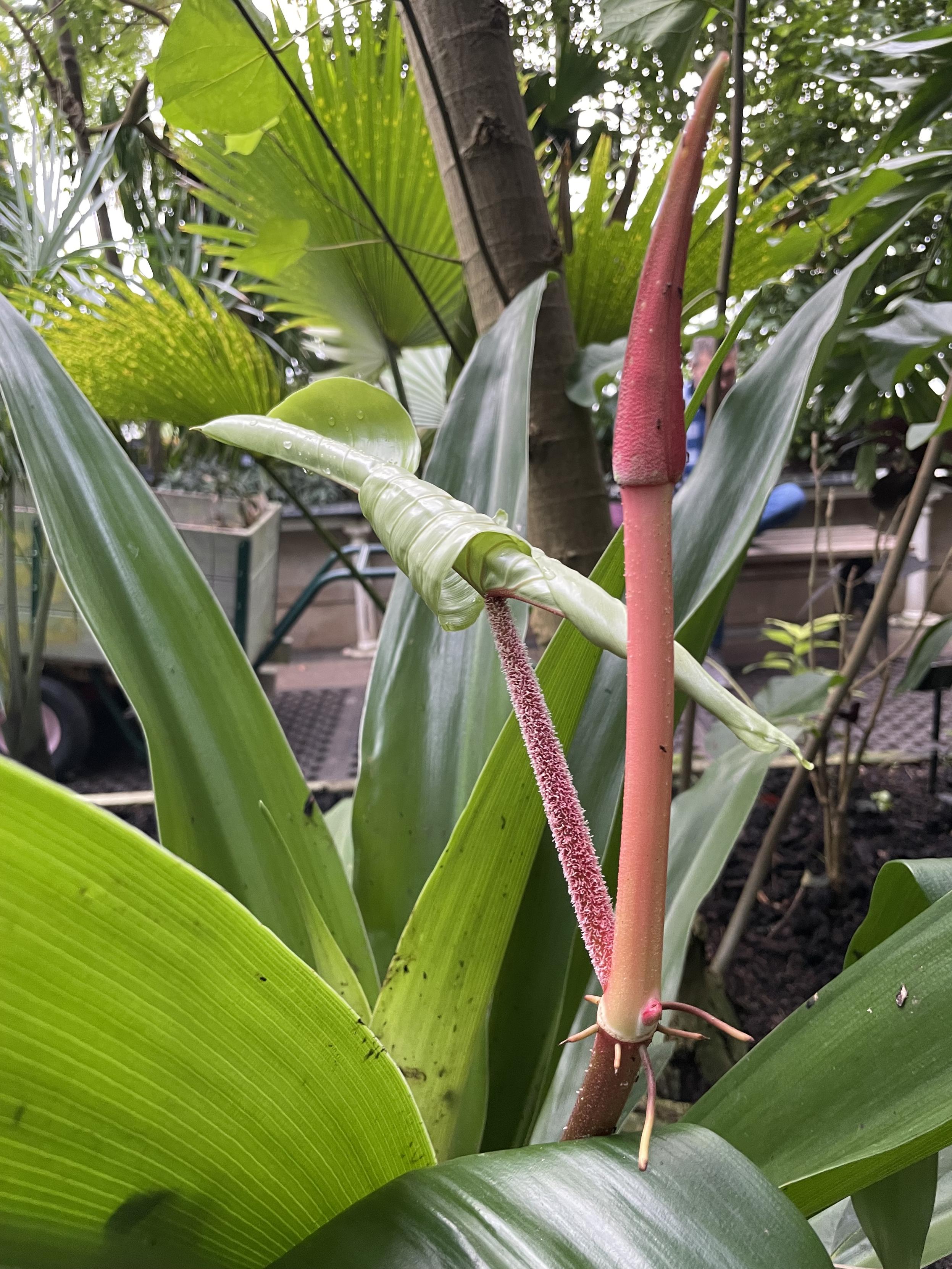 Kew Gardens, 2024