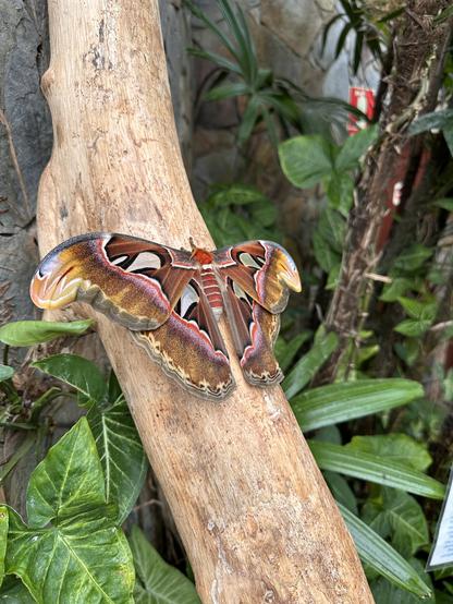Atlas Moth