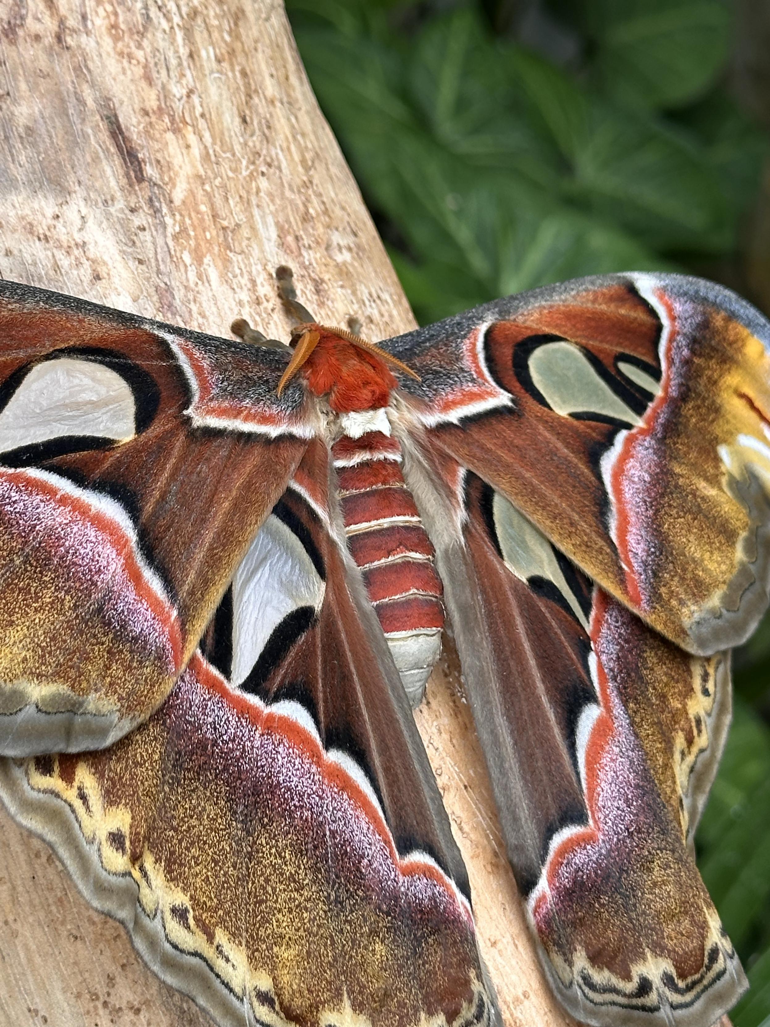 Attacus Atlas, Tenerife, 2025