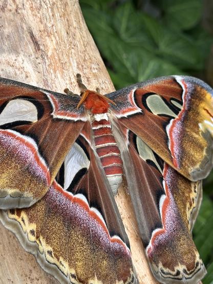 Attacus Atlas, Tenerife, 2025