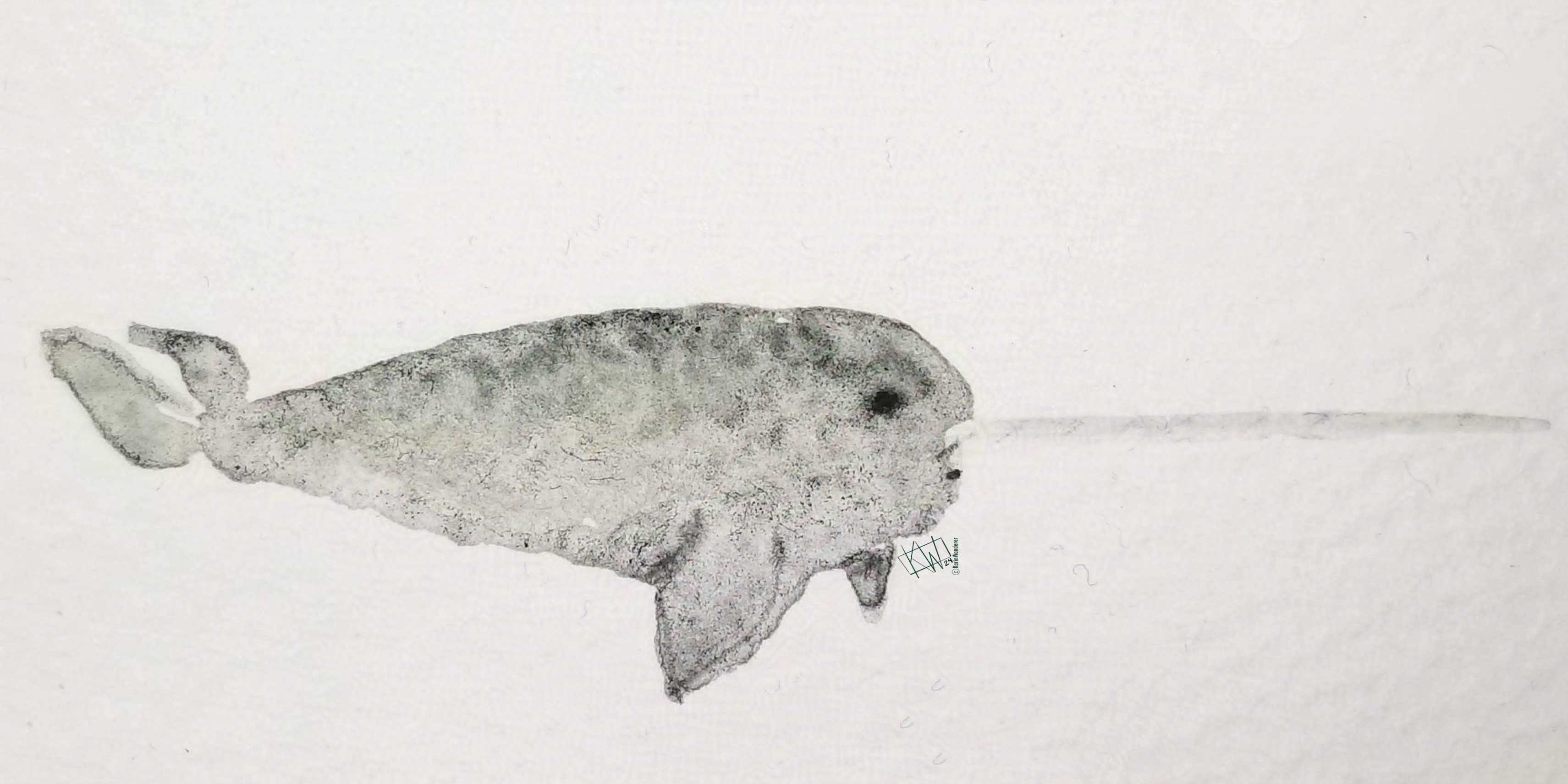 Watercolor of a narwhal with an extra-long tusk having a great day.