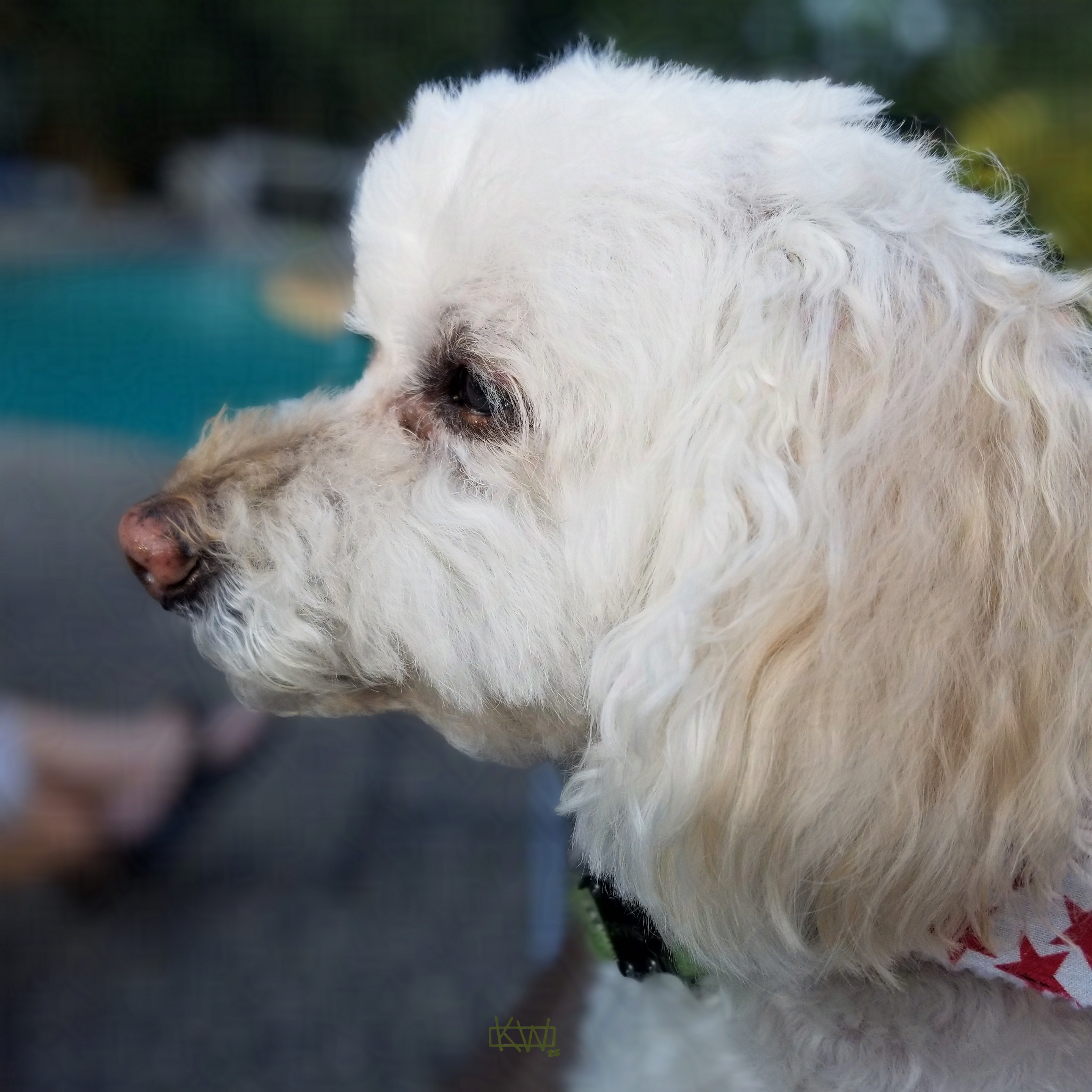 Photo of an adorable little old white dog contentedly staring off into the distance.