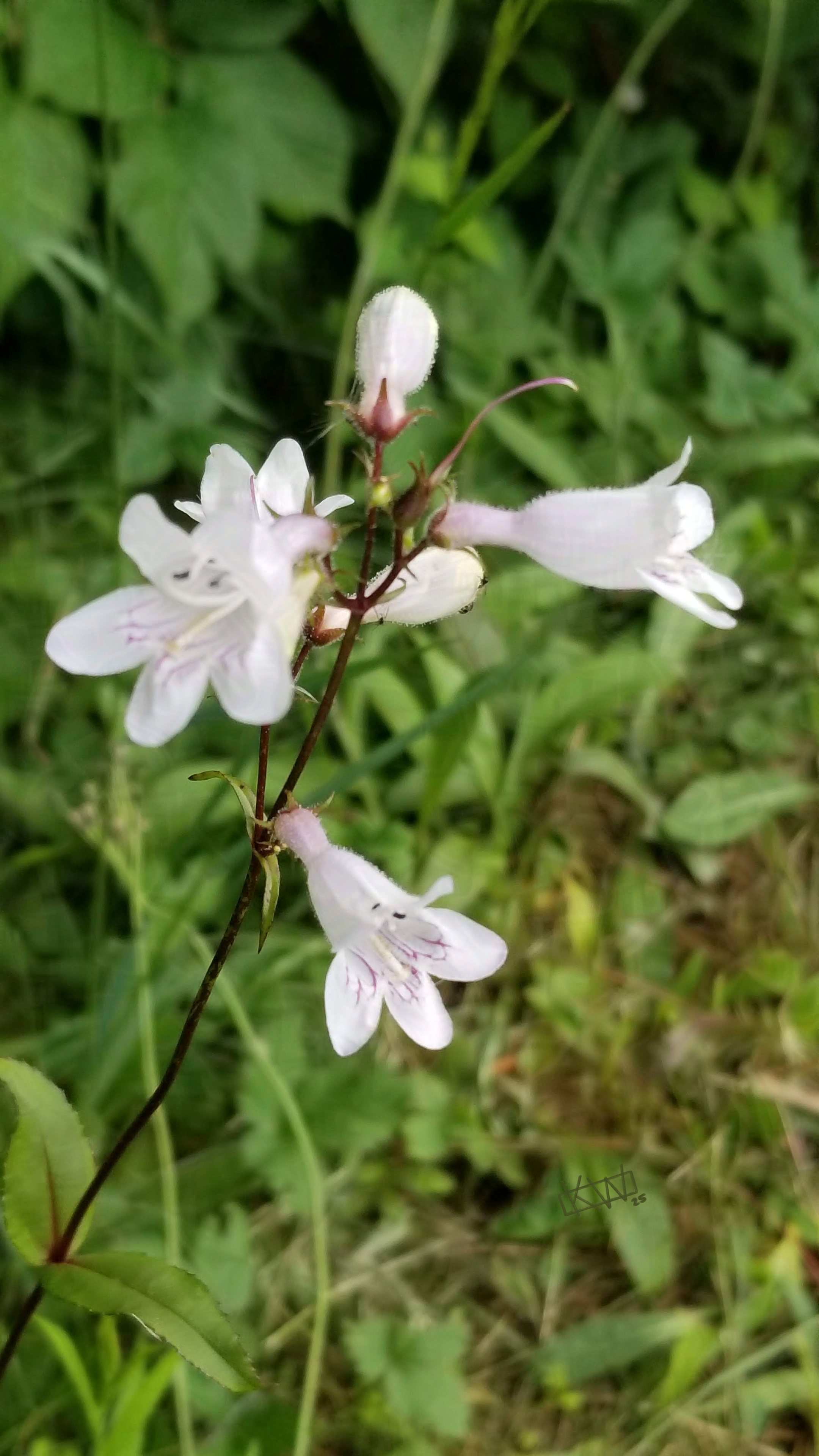 Photo of small white 5-petaled flowers growing on a long thin dark reddish-brown stalk.