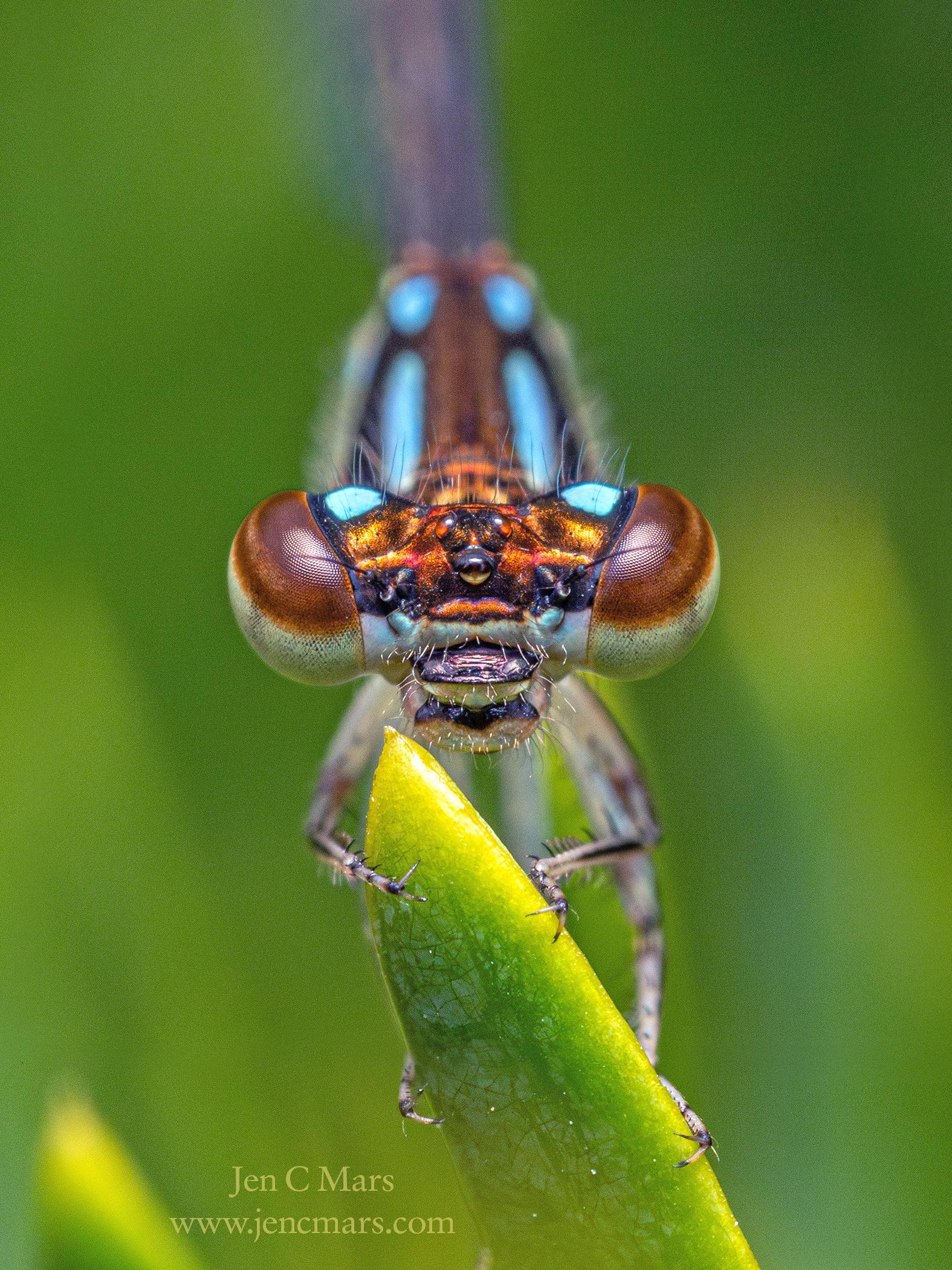 Close up photo of a bluet standing on the tip of a green leaf facing the viewer. It looks similar to a slender dragonfly, with very large orange and brown striped compound eyes, an orange and electric blue face, with simple eyes arranged in a triangle in the center. The legs and feet are in focus, but the rest of the body and background are out of focus.