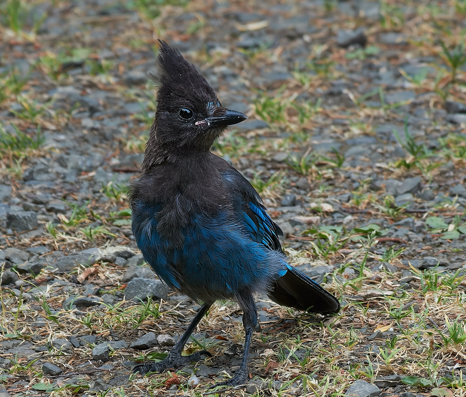 Steller's Jay decided to pose, as long as I stay still, showing off its dinosaur heritage and reminding me that if it were much bigger, I might be on the menu