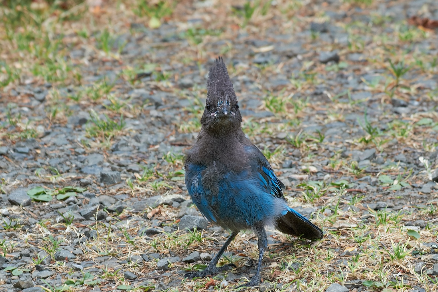On the other hand, Steller's Jay is looking at me, perhaps sizing me up for a meal.