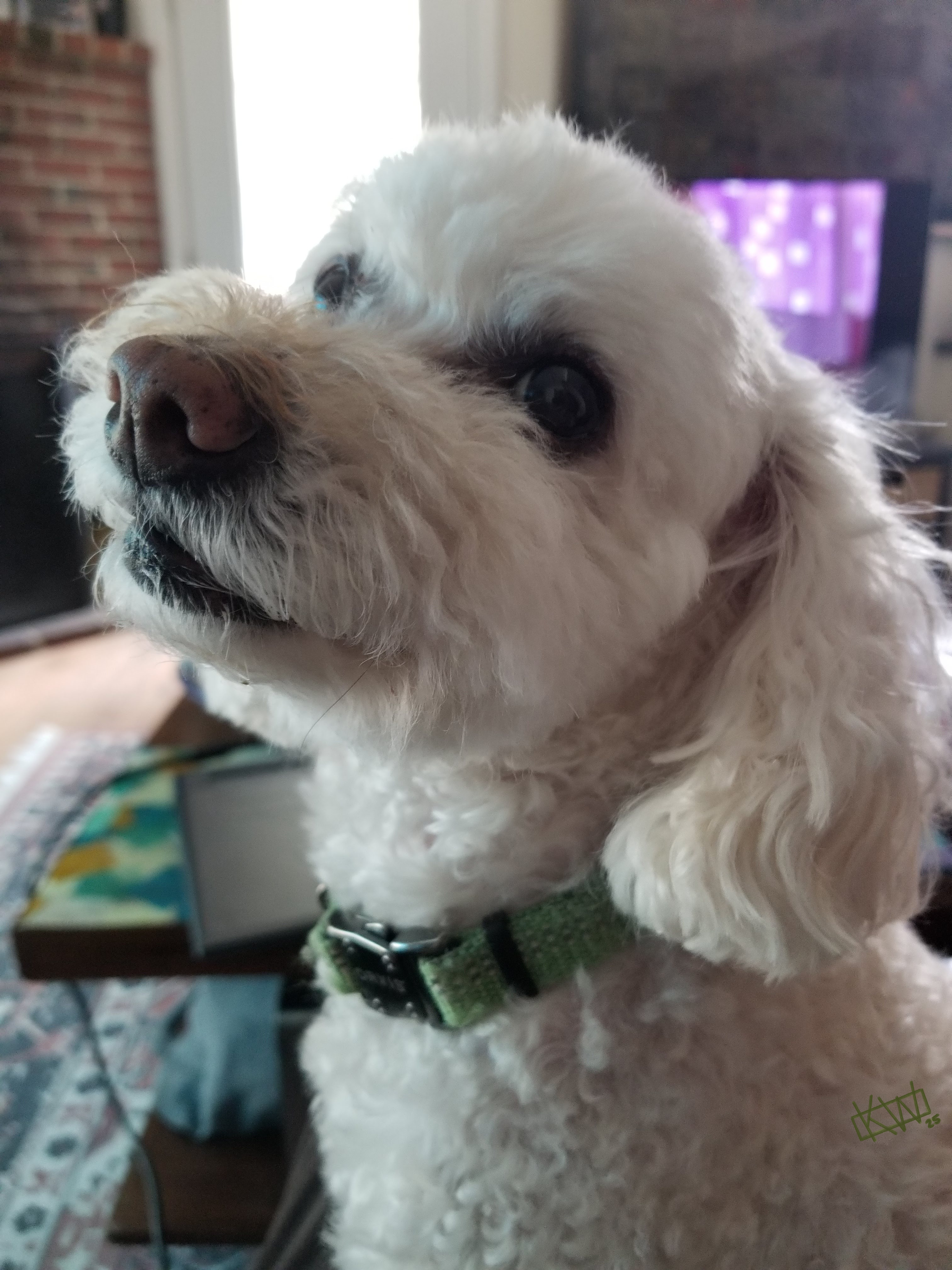 Photo of an adorable little old white dog contentedly staring off into the distance.