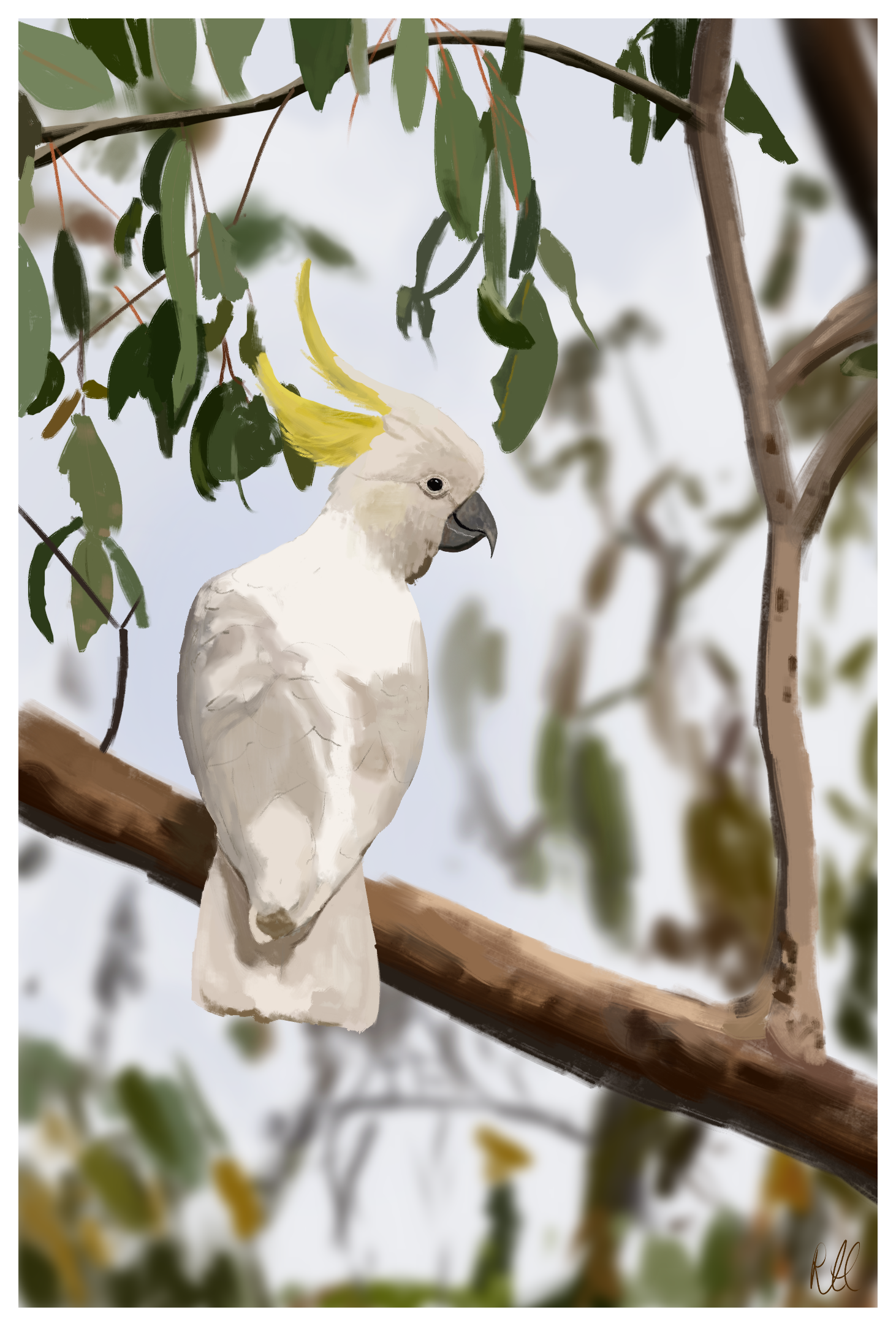 A sulphur-crested cockatoo - a white parrot with a grey beak and two long tufts of yellow feathers at the back of its head - perched on a branch, looking over its shoulder at the camera. Its feathers on its back are dappled with shadow, and smaller branches and dangling green leaves frame the image.