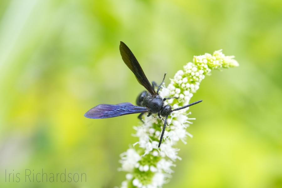Blue-Winged Scoliid Wasp on Mint Flower. This wasp is not aggressive and beneficial to the organic gardener, as it lays its eggs inside pests and helps protect your garden in return. Macro Photograph