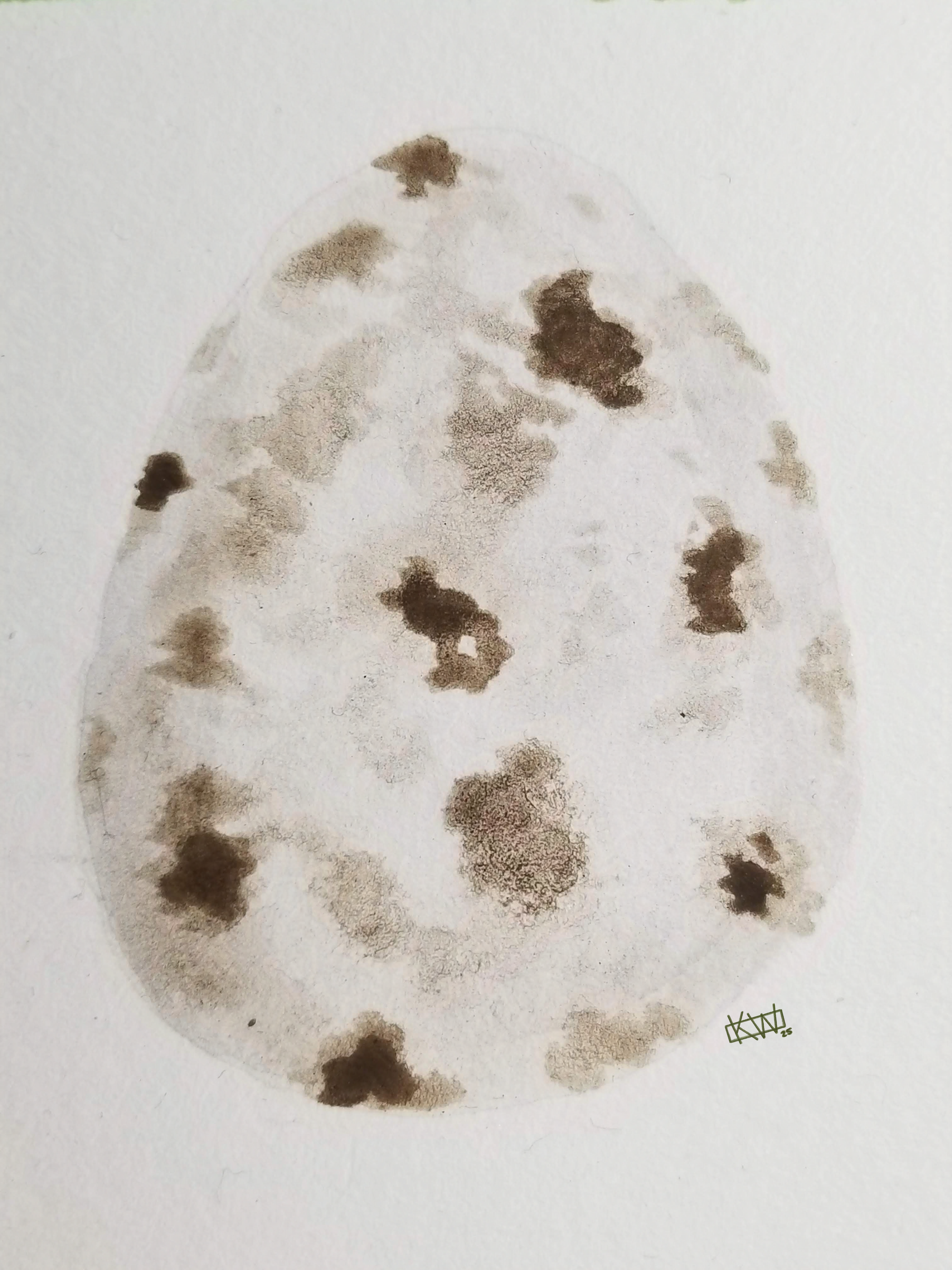 Watercolor quail egg is small & mottled with shades of brown ranging from "practically white" to "quite dark".