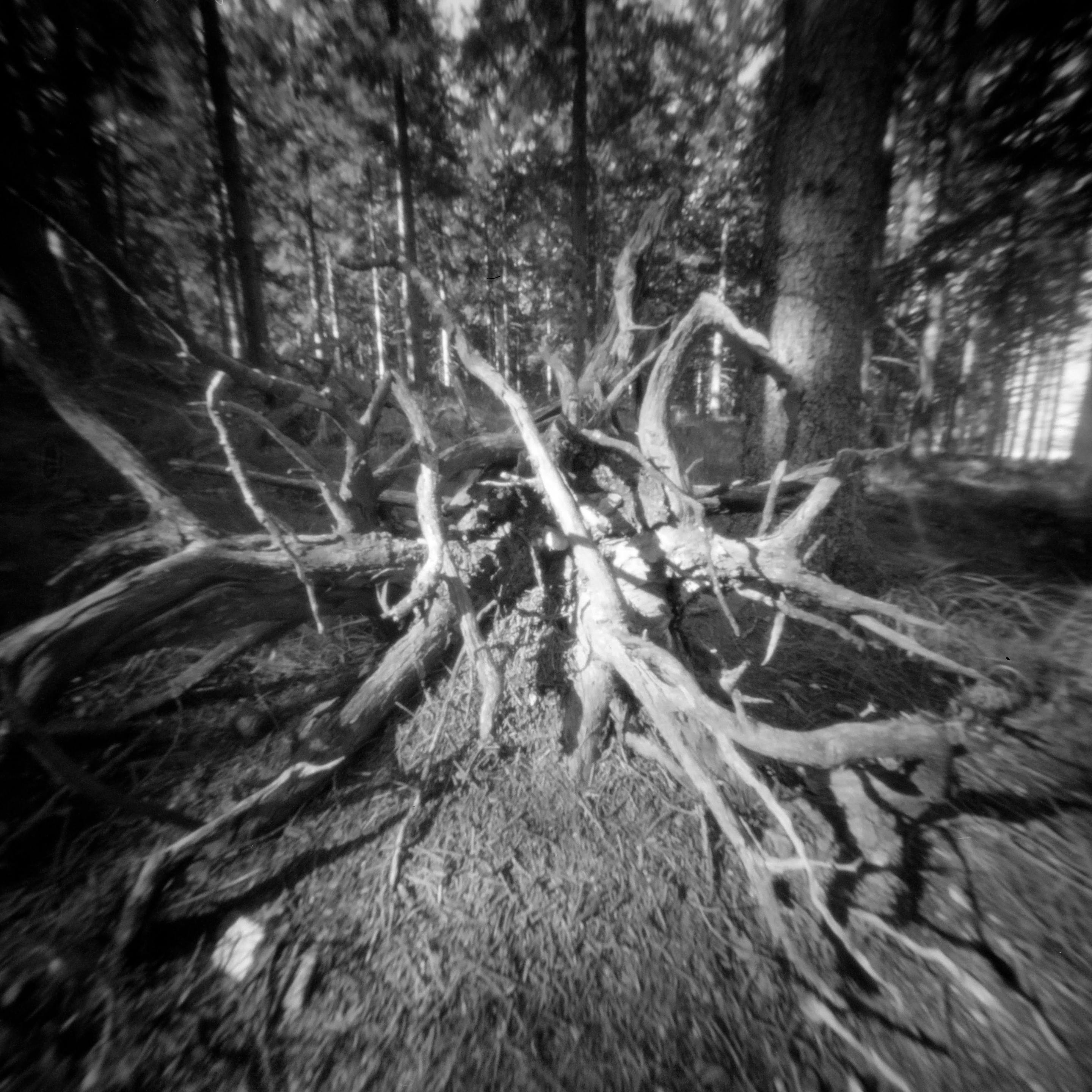 The black and white image shows a large, uprooted tree with sprawling roots spread across the forest floor, surrounded by tall trees in the background. The scene has a soft, slightly blurred quality, giving it a dreamlike atmosphere. The black and white image shows a large, uprooted tree with sprawling roots spread across the forest floor, surrounded by tall trees in the background. The scene has a soft, slightly blurred quality, giving it a dreamlike atmosphere.