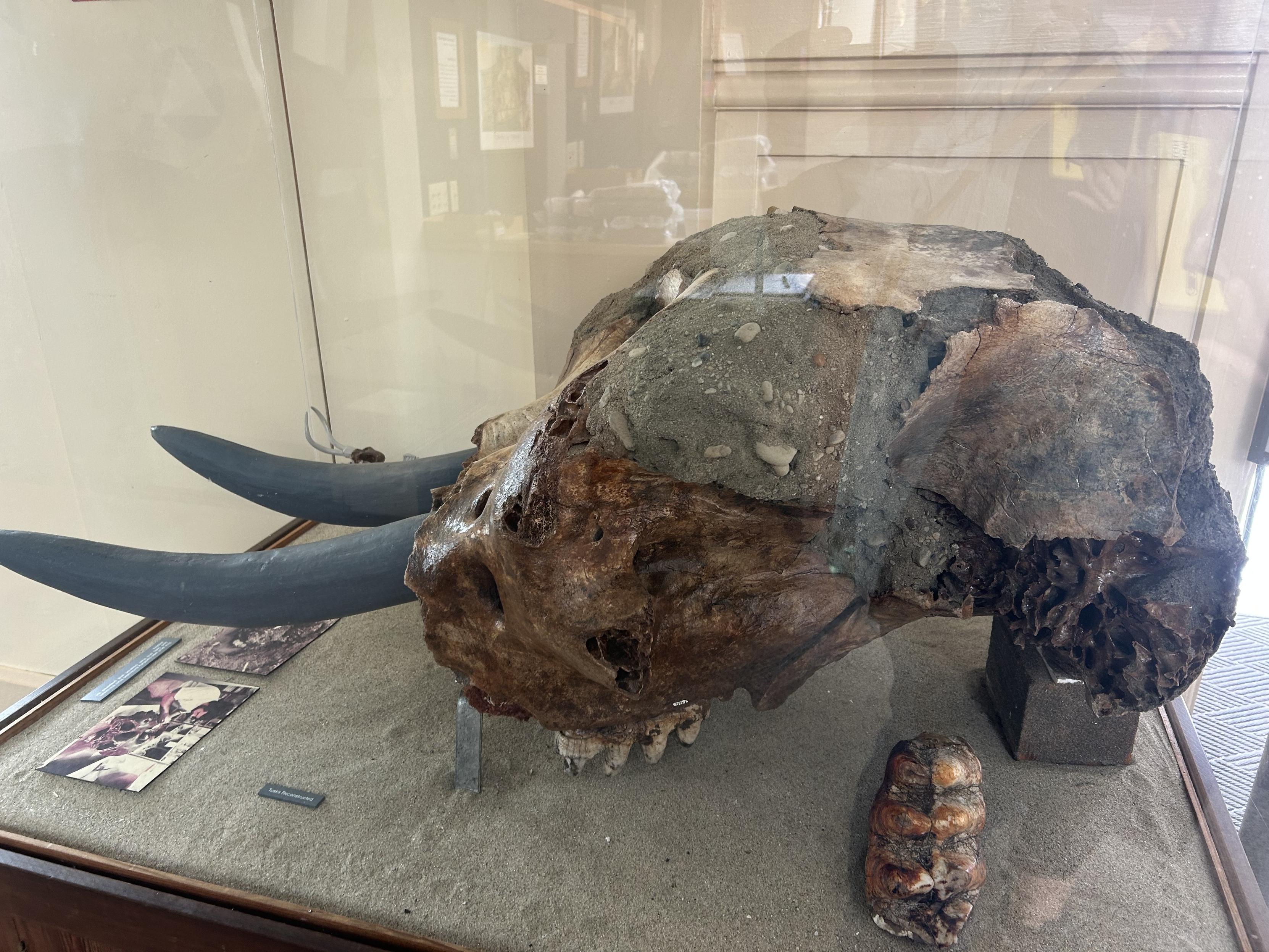 A small mastodon fossilized skull looking to the left. It inside a glass case. The forehead of the fossil is partly full of sand and shells. Tusks are indicated with grey plaster. A tooth is extracted or was found separately and is presented on the right. The tooth is vertical and showing its grinding surface, from which the name Mastodon is derived. The grinding nubs look like breasts.