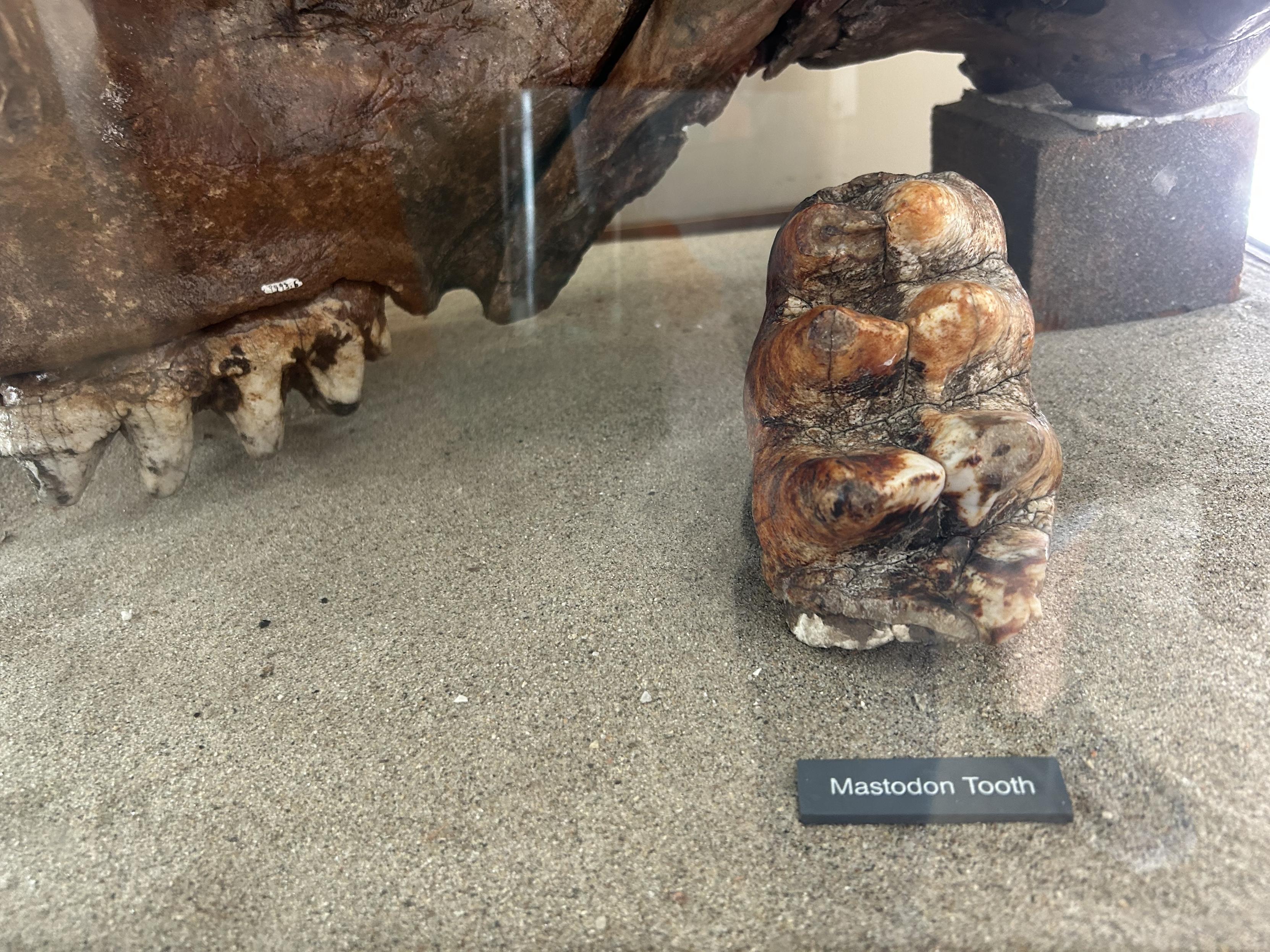 A close up of the tooth, with its museum labeling it. The label is grey plastic or board, with white printed lettering. Tan fine grained sand lines the floor of the case. You can see my rolled up jeans and my shoes in the reflection of the glass