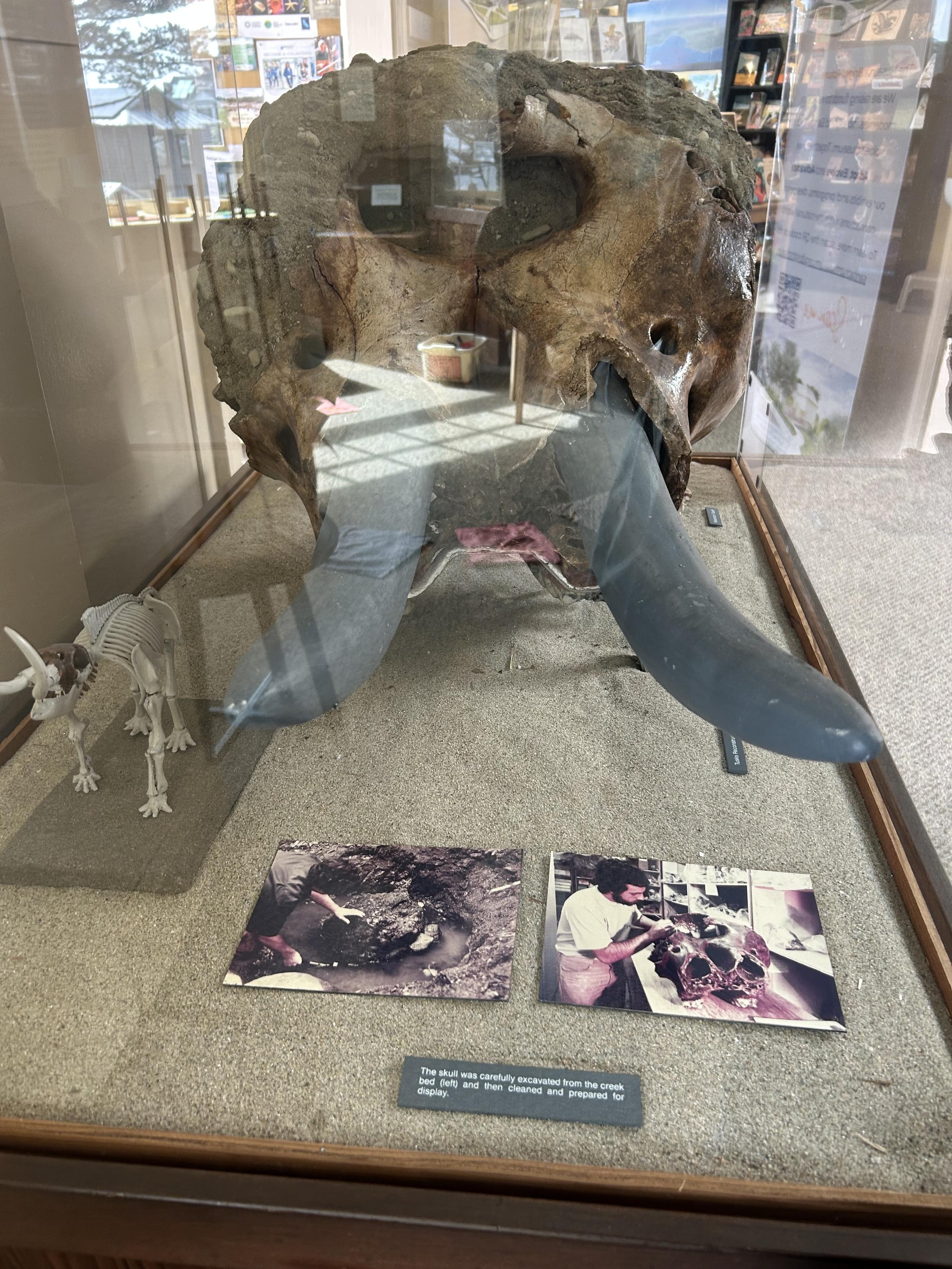 The fossil skull from the front. A small model of a full mastodon skeleton in white plastic is on the left, with the exhibited portion of the fossil indicates in dark red or brown plastic. Two sun faded photos are mounted to board and rest on the sand of the floor of the exhibit case. The phoot on the left shows someone with their hands on the original fossil as it is recovered from the creek bed. The photo on the right is a dark-bearded man in a white shirt carefully restoring and preserving the fossil skull. The case is presented at waist high (child eye viewing height).