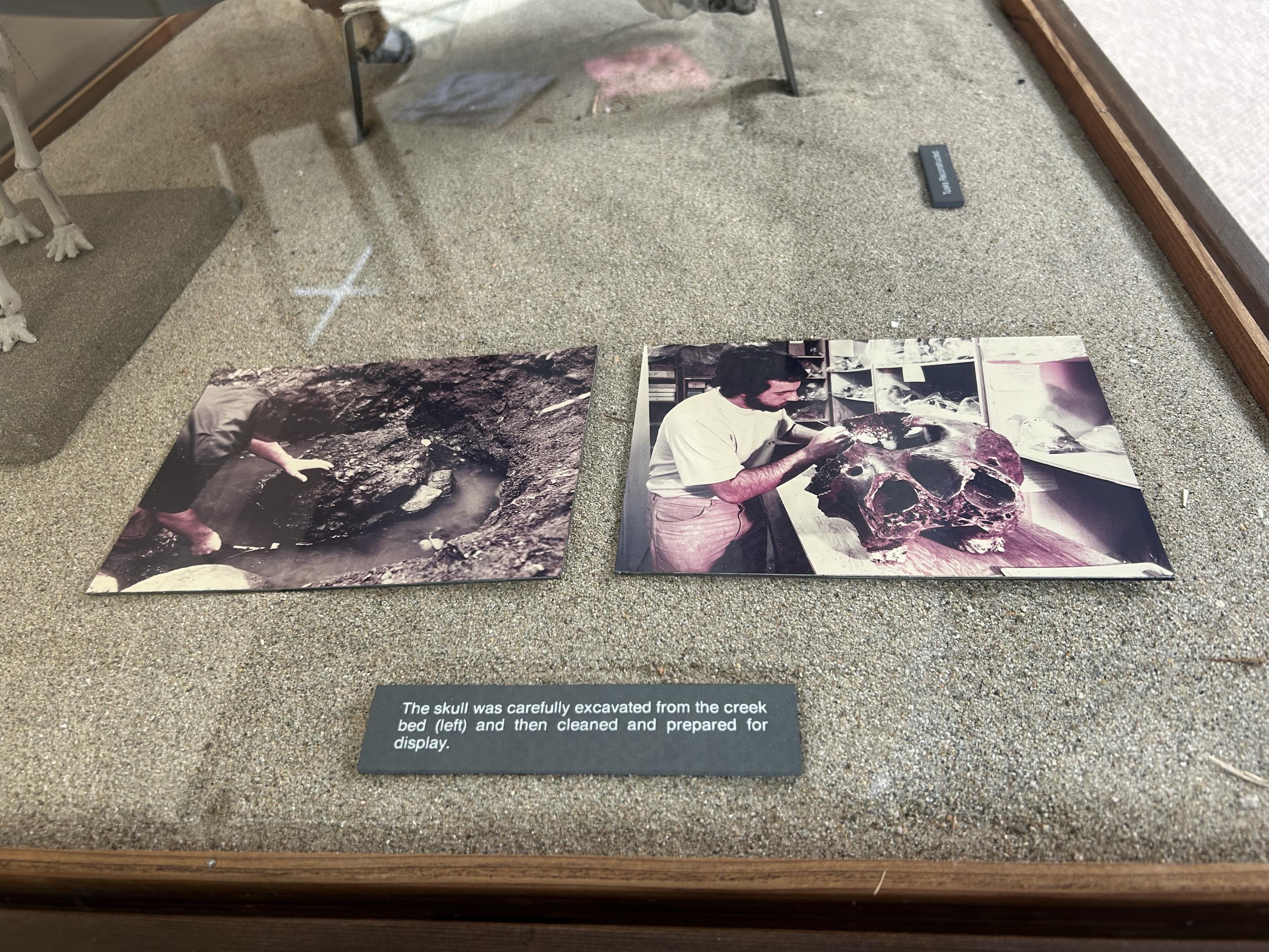 A close up of the photos described before. In front is a small labeled grey museum board which reads ‘The skull was carefully excavated from the creek bed (left) and then cleaned and prepared for display.’