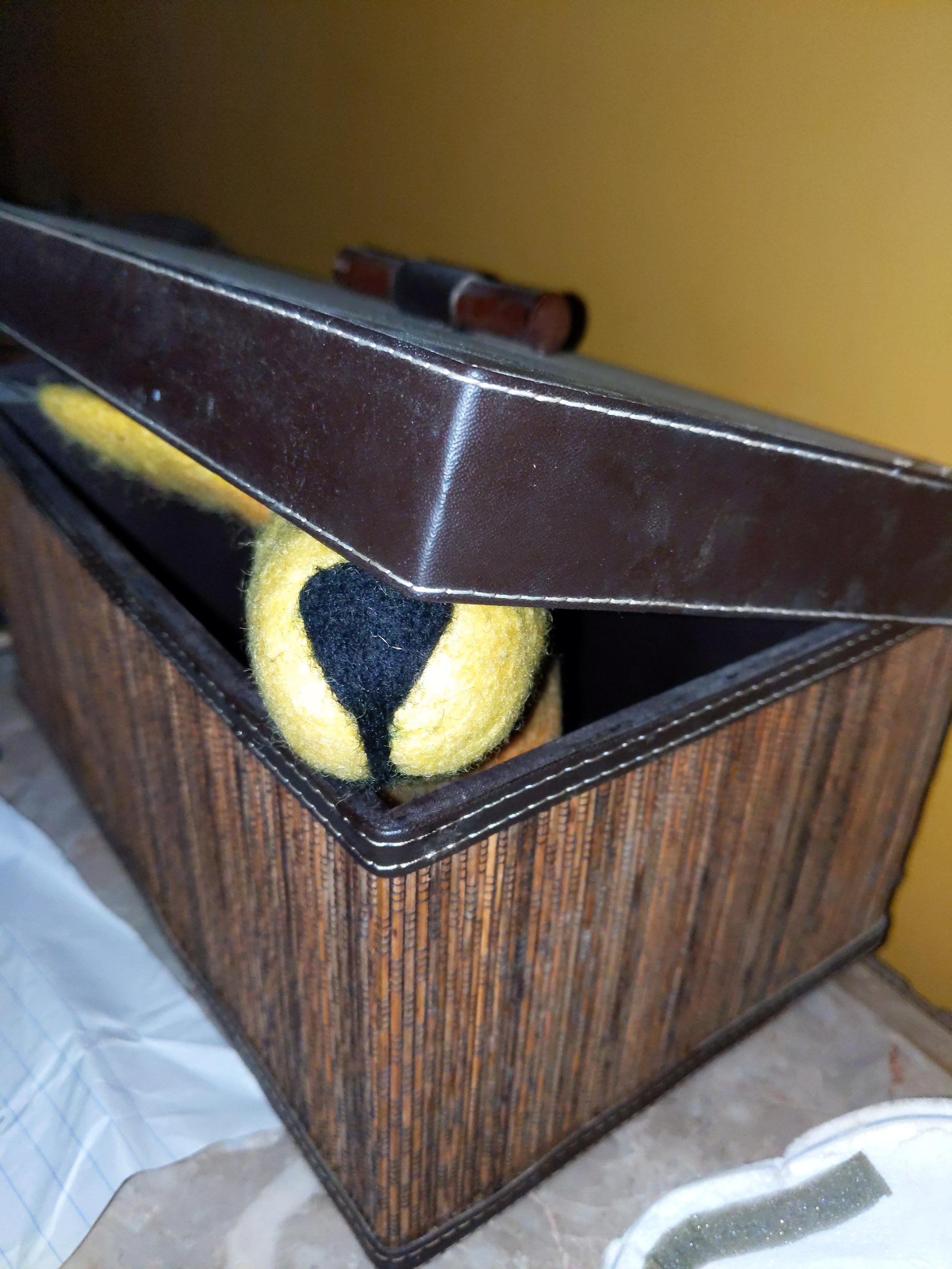 A small felted dog hiding (poorly) in a box on a table in a dimly lit hallway.