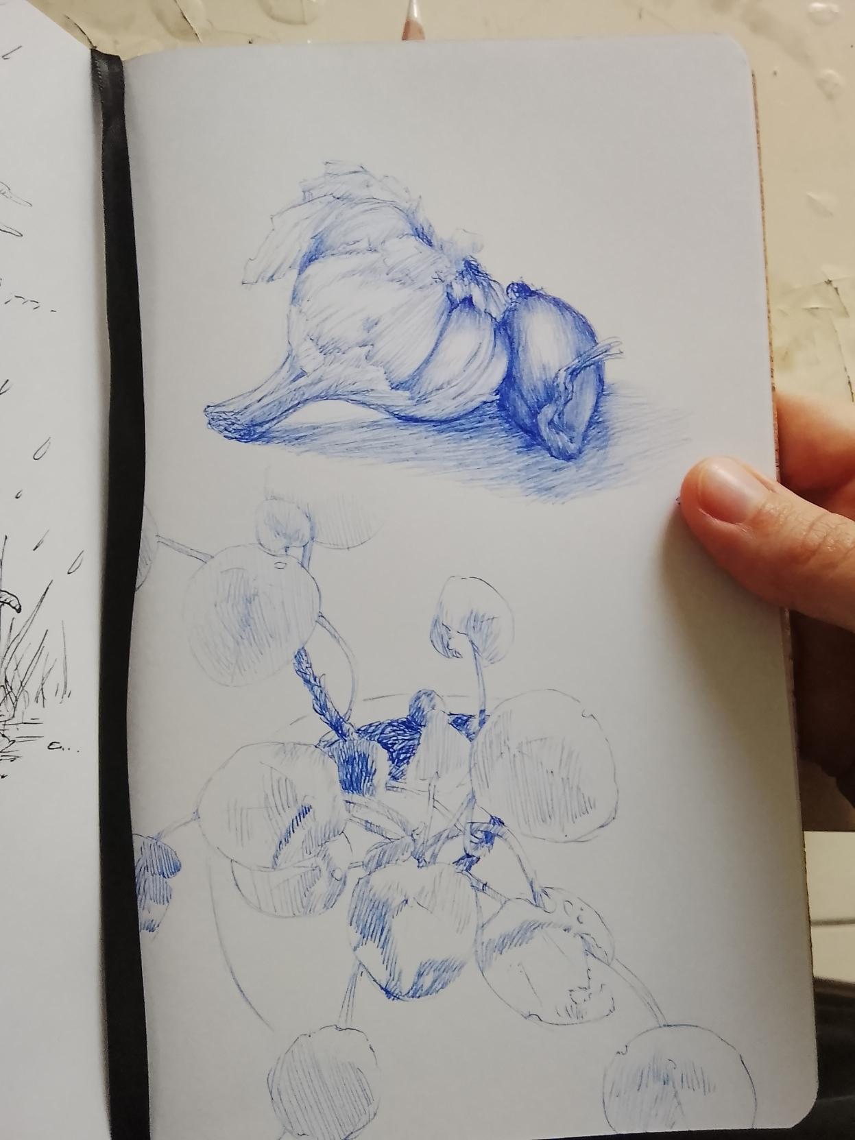 Photo d'une page de carnet où est représenté une tête d'ail et une échalote juxtaposées. Plus bas, un croquis plus rapide d'une plante Pilea.
