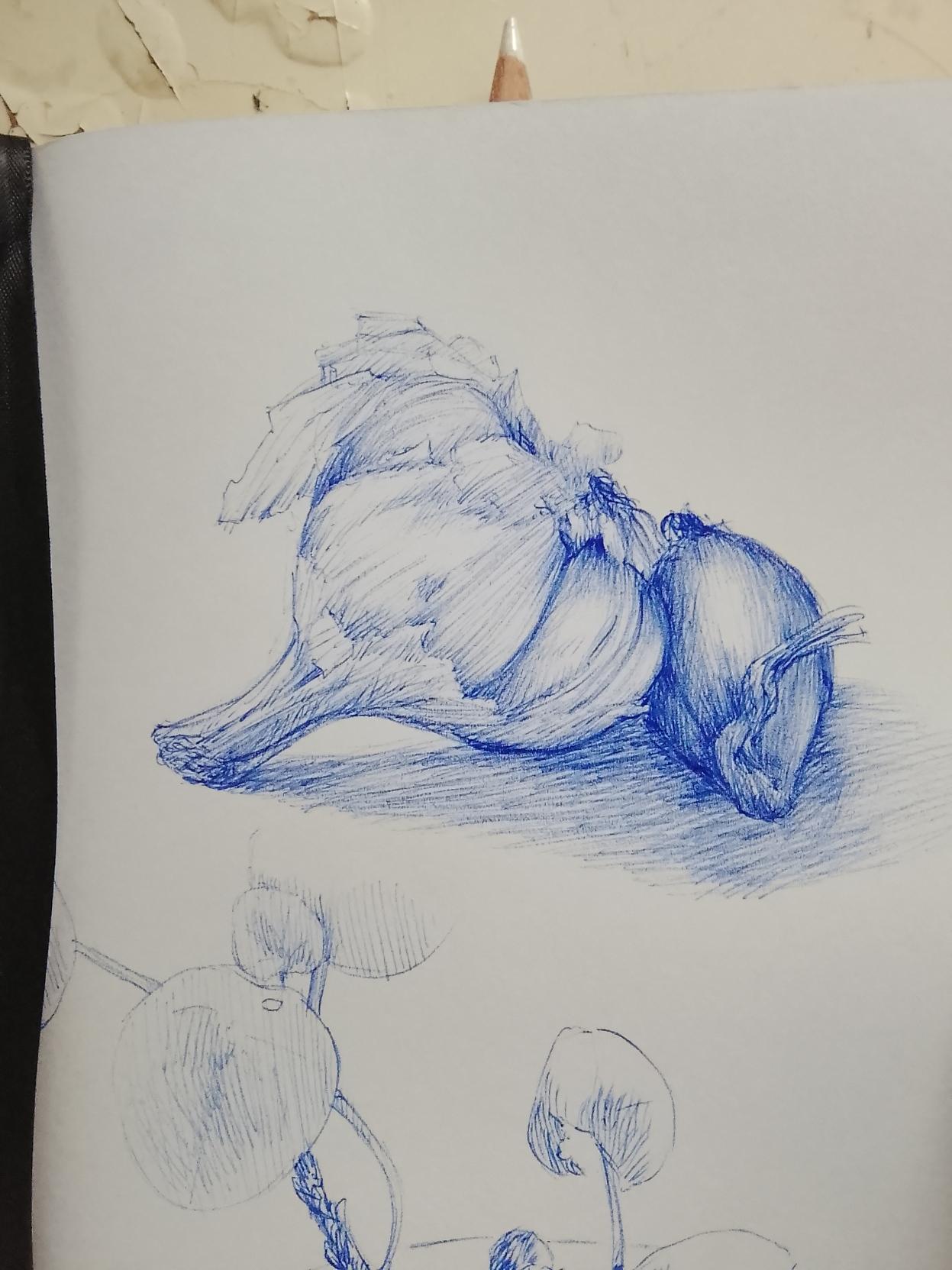 Gros plan sur l'ail et l'échalote. Le dessin est fait au stylo bic bleu.