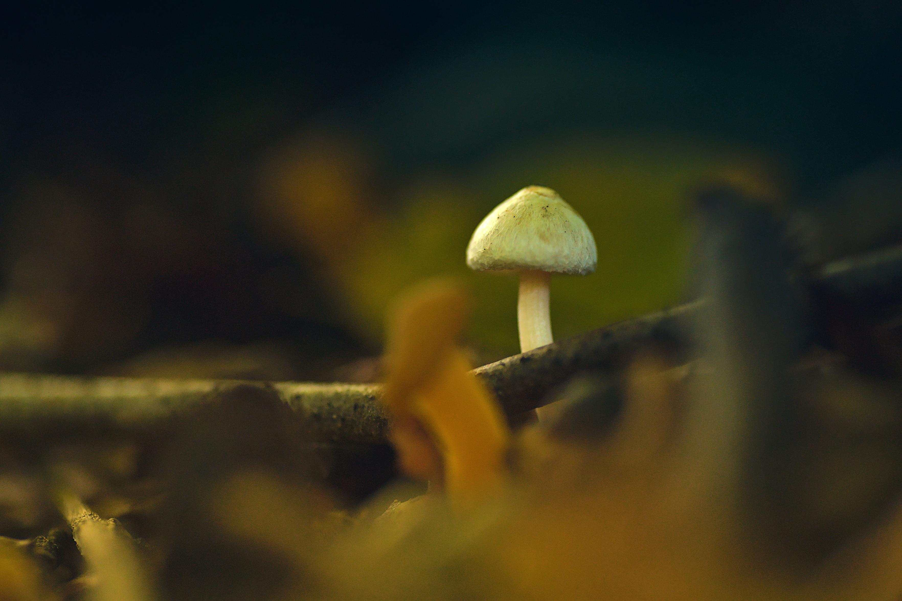 A little white mushroom protruding from the forest floor. There's a blurred orange mushroom in the foreground and sticks and fallen leaves all around.