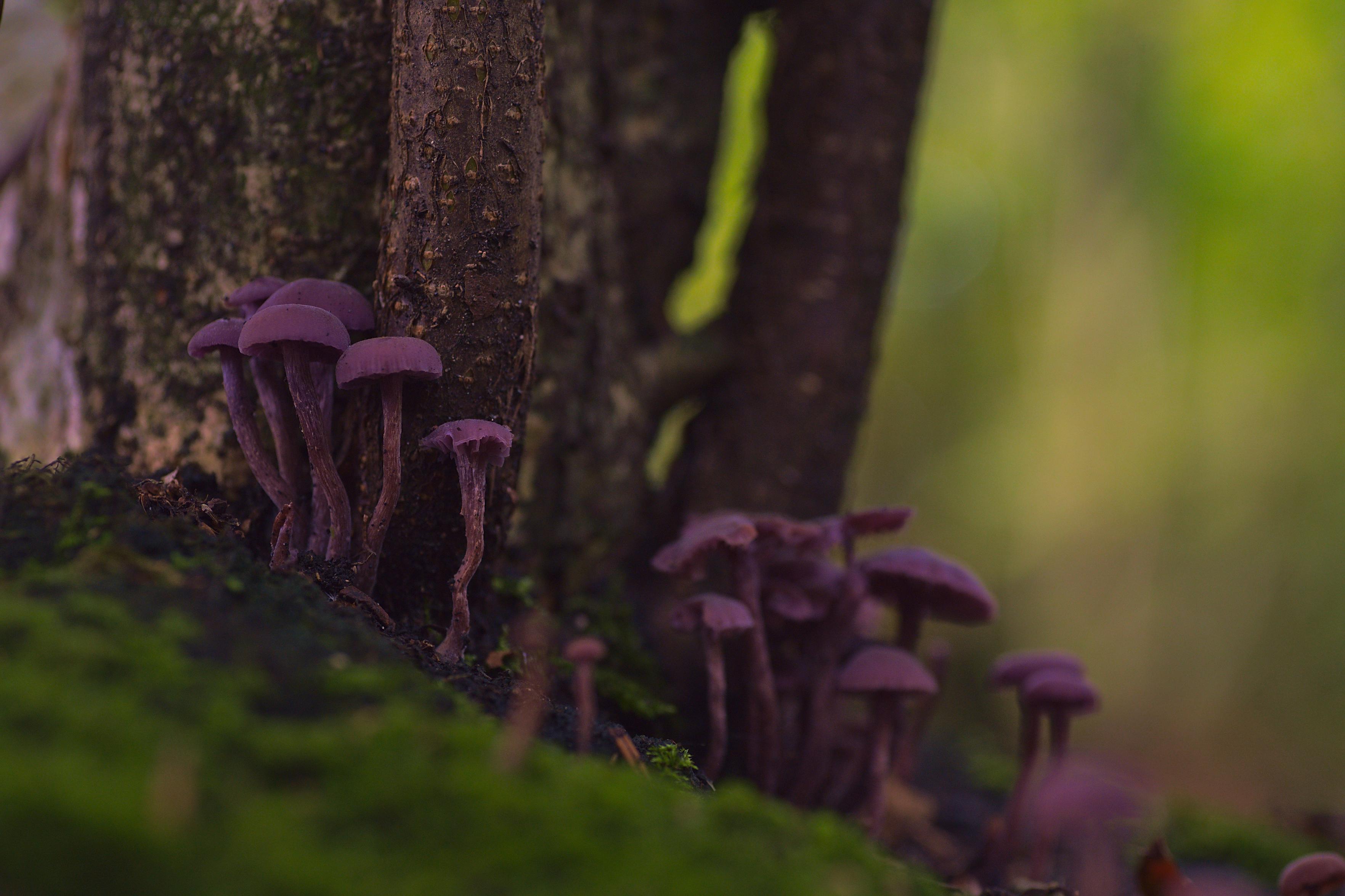 Purple mushrooms clustered around the base of a tree, with moss in the foreground