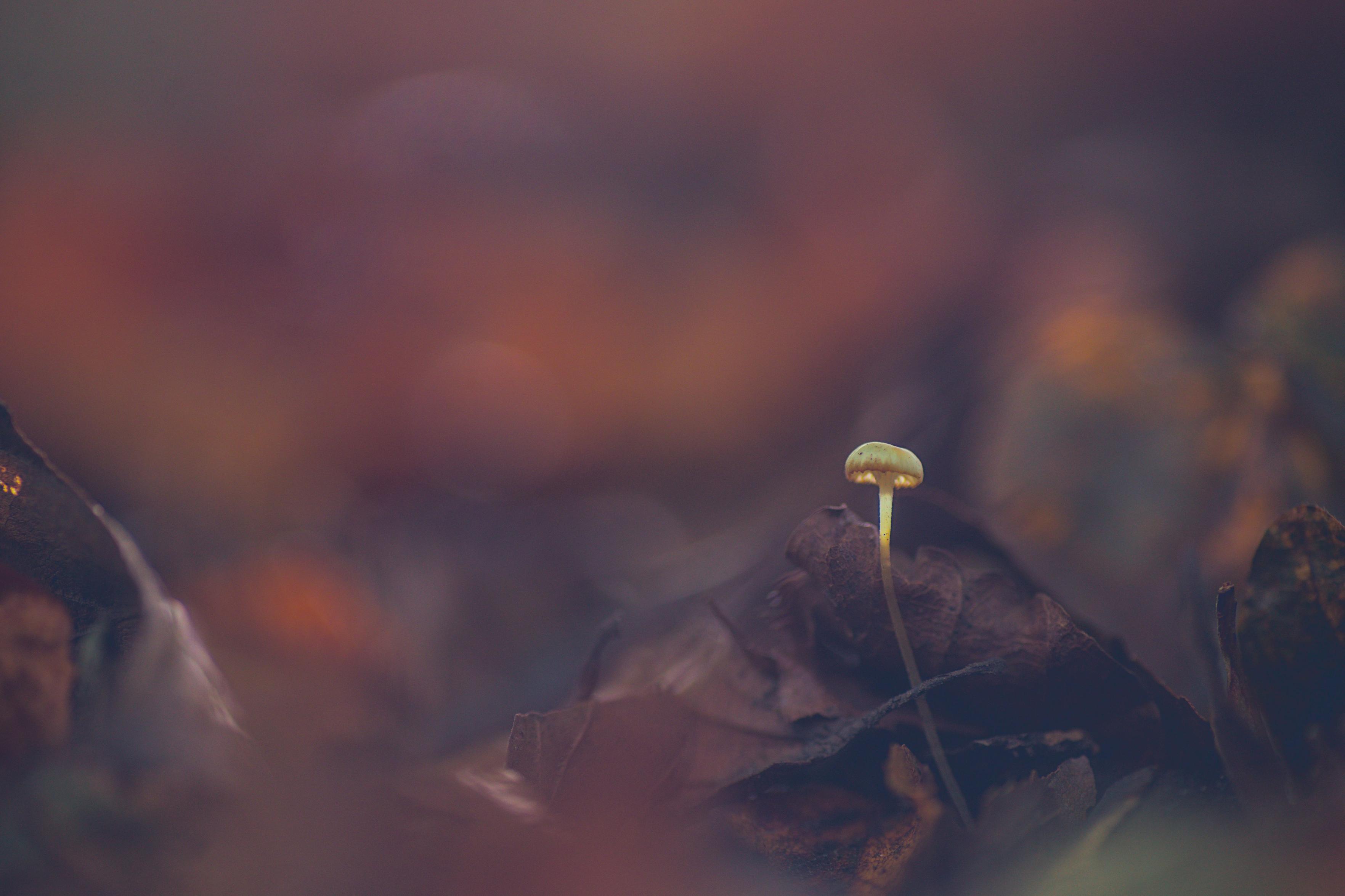 A single tiny delicate white mushroom growing through fallen leaves on a russet-brown forest floor