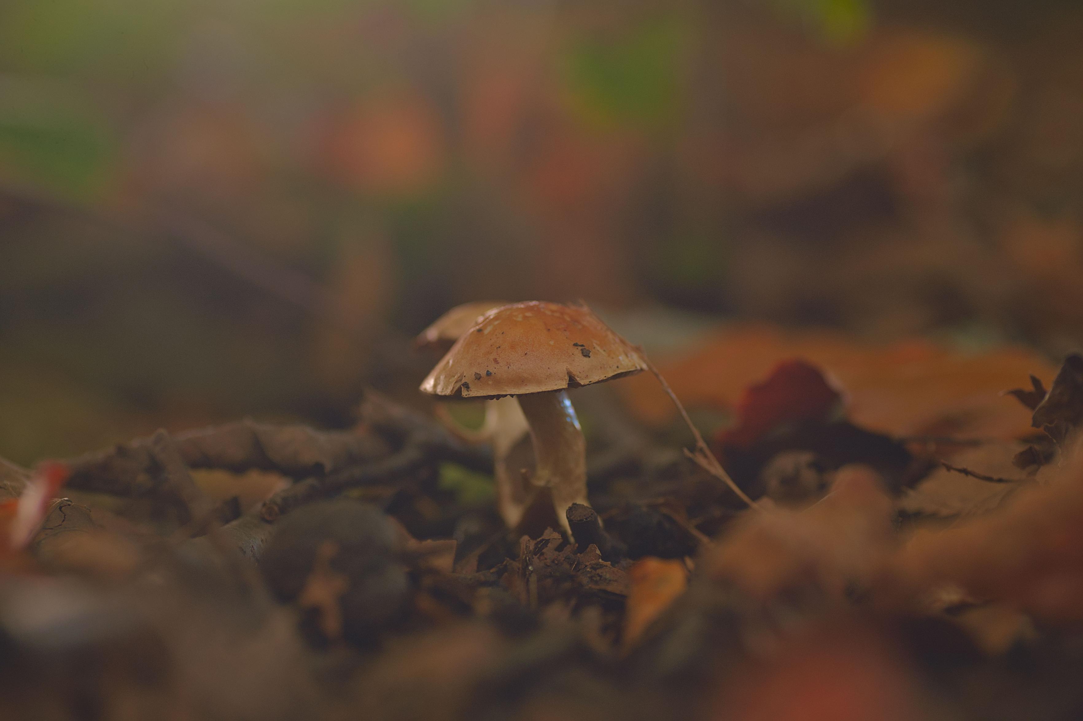 A creamy brown-red mushroom growing through fallen leaves on an autumnal forest floor
