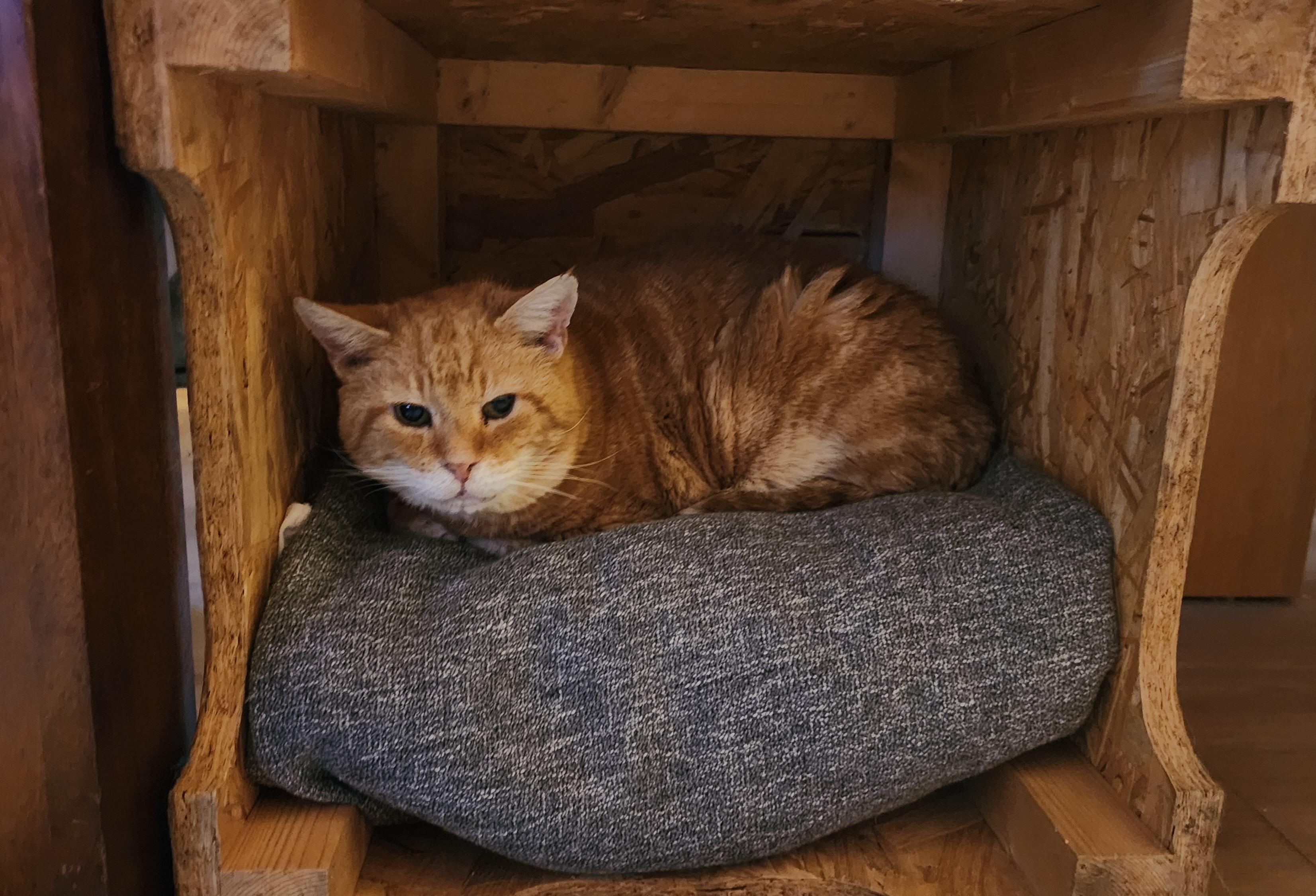 A ginger tabby cat curled up on a grey cushioned blanket inside a plywood box on its side