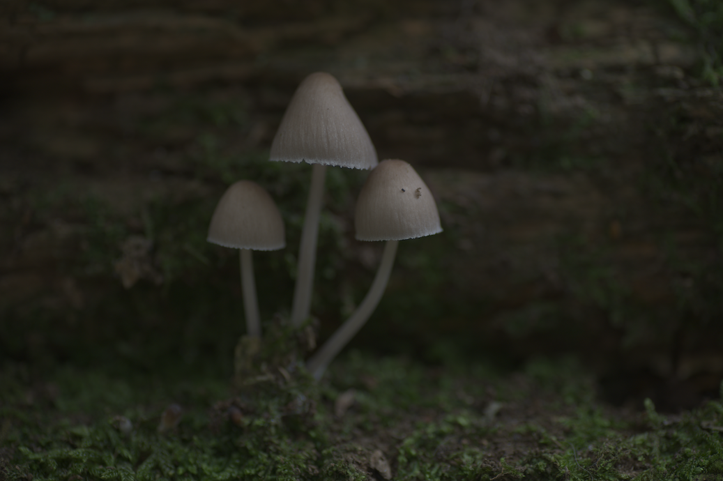 Three small white mushrooms growing on moss at the base of a log. The image is dull and a bit dark.