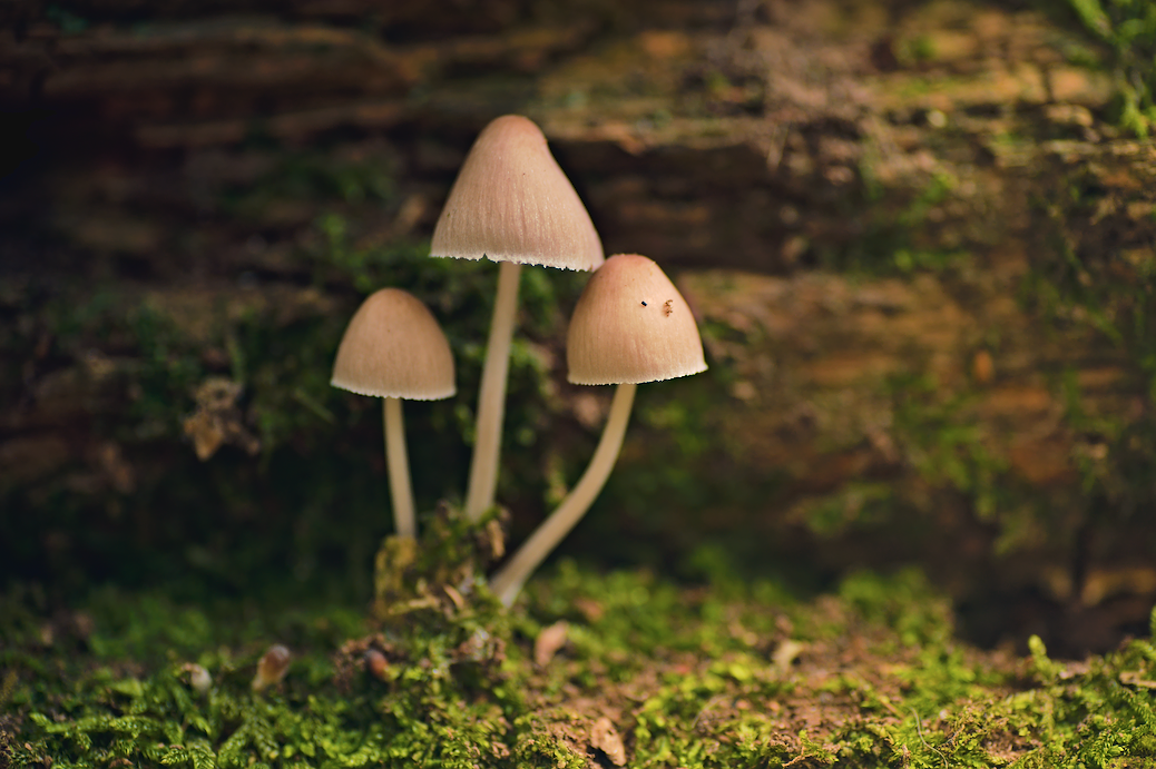 The same photo of three small white mushrooms growing from moss at the base of a log, but now the colours are far more apparent and saturated, the contrast is fixed, and the image is brighter and warmer.