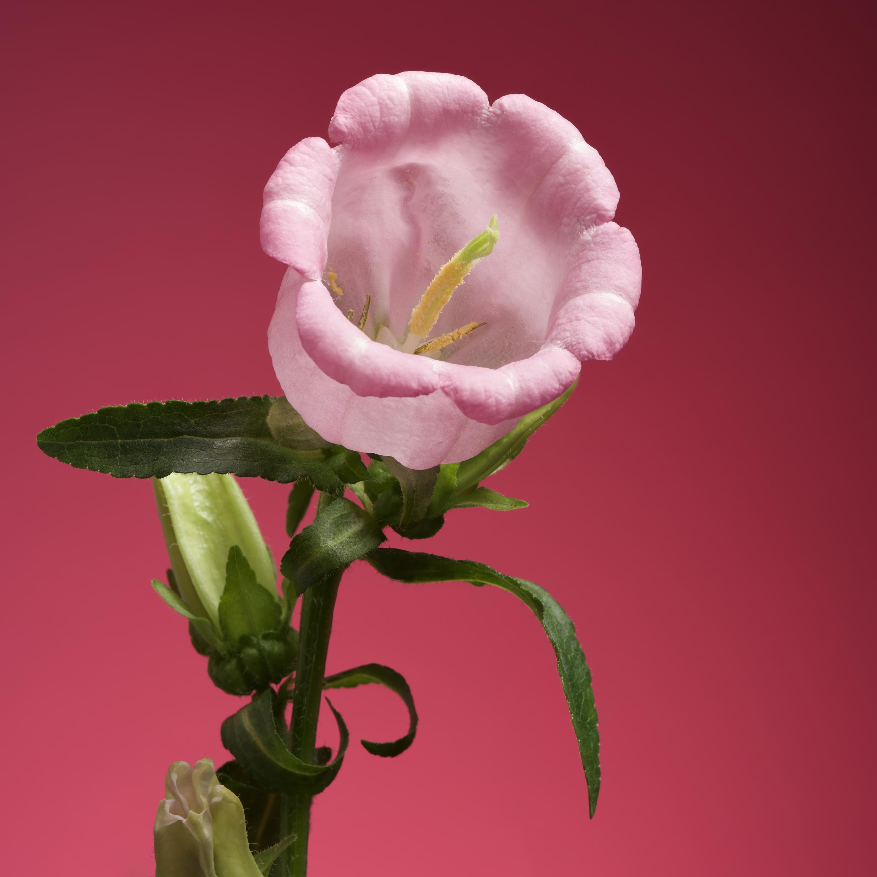 Pink campanula flower on a pink background.