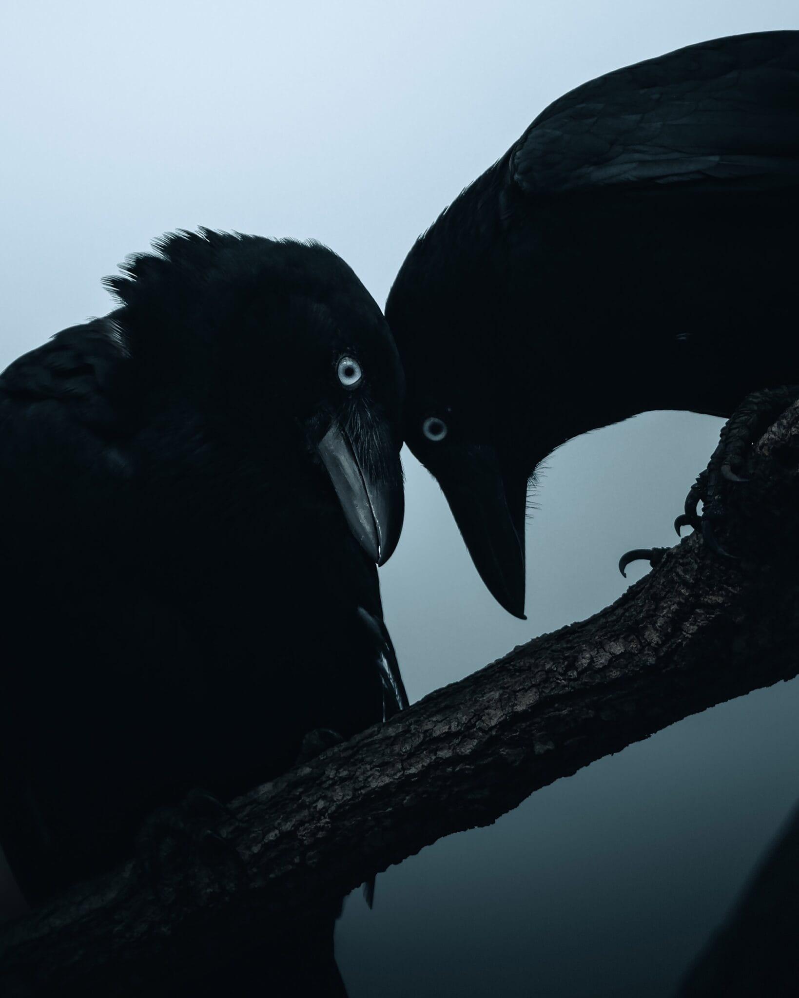 a photographic portrait of two ravens with their heads close together