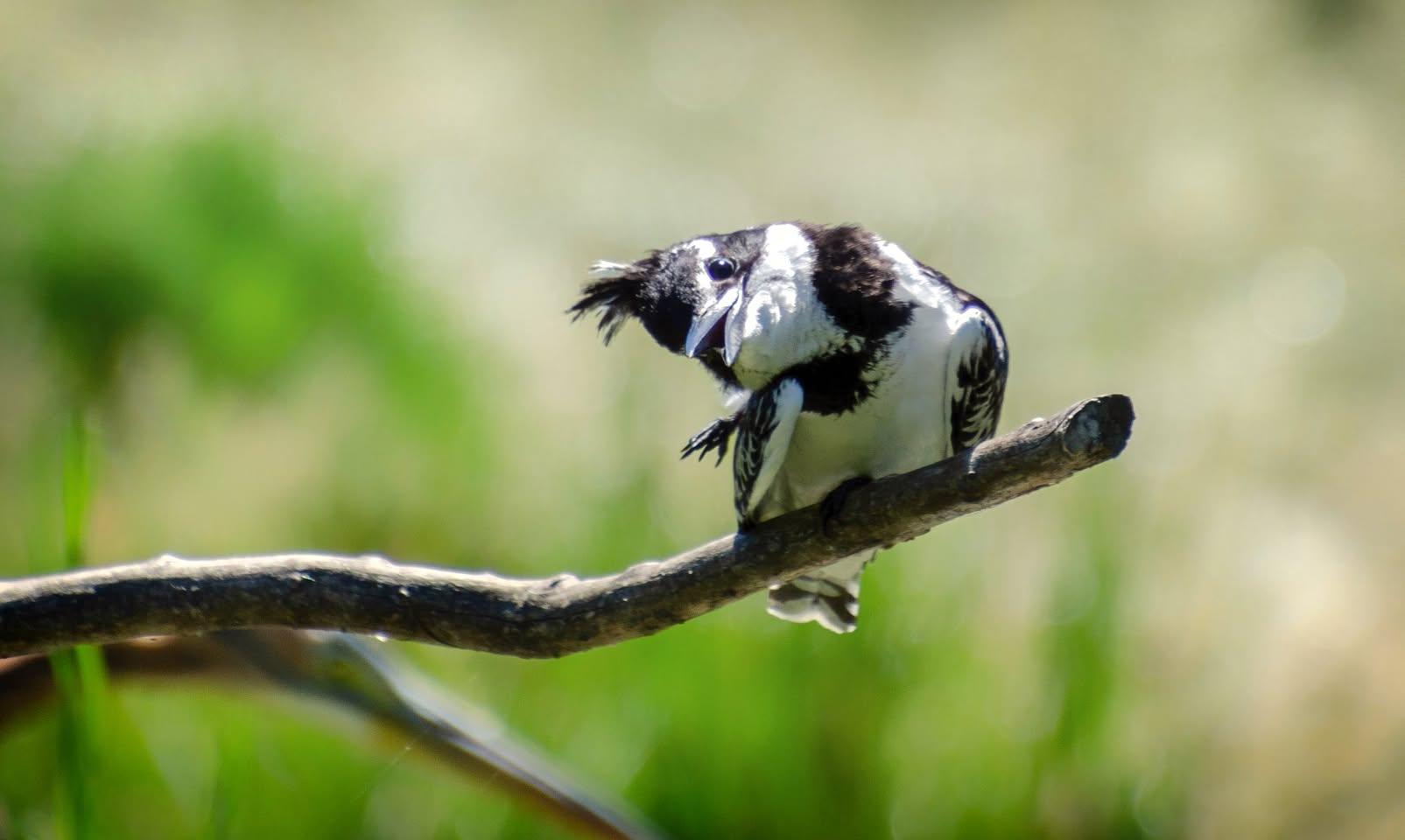 A pied kingfisher - a black and white bird - sitting on the end of a branch. It has its head cocked over to one side and the feathers on top of its head are blowing up like a mohawk. Its beak is partly open.