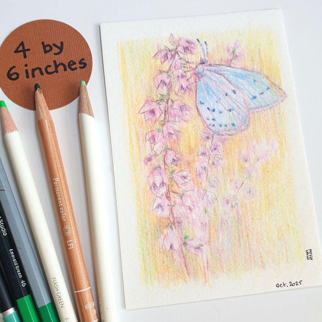 A small drawing of a blue butterfly on a pink flower. The drawing is created in colour pencil and has a very hazy, soft focus effect. The drawing is on white paper.
The Holly Blue is easily identified in early spring, as it emerges well before other blue butterflies. It tends to fly high around bushes and trees.
An original art work, please note that the frame is not included.
Colour pencil on white acid free artist paper
Approximately 4 by 6 inches (10.16 x 15.24 cm) will fit into a standard 4 by 6 inch photo frame.